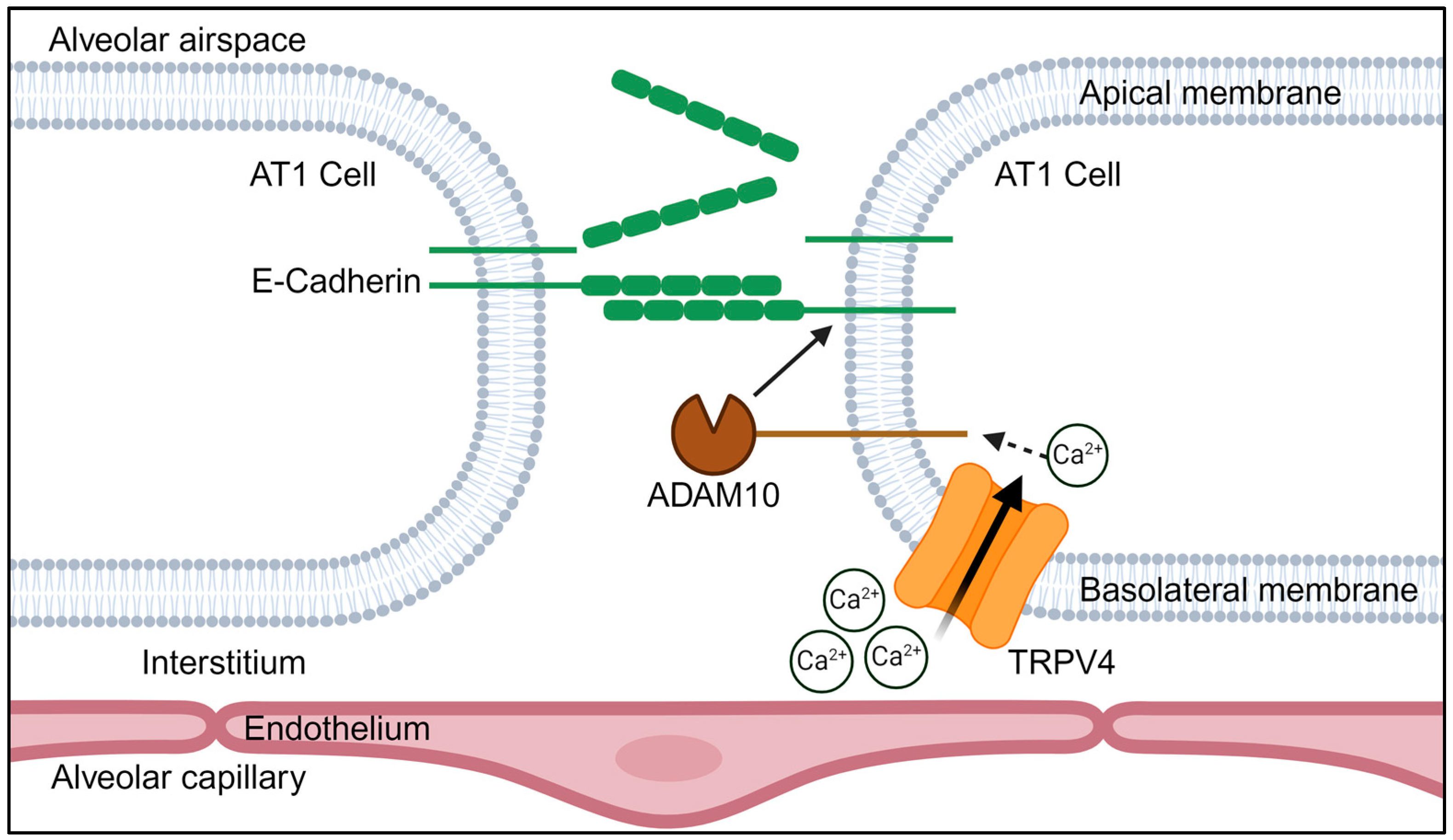 Cells 13 01717 g005 Cells 13 01717 g005