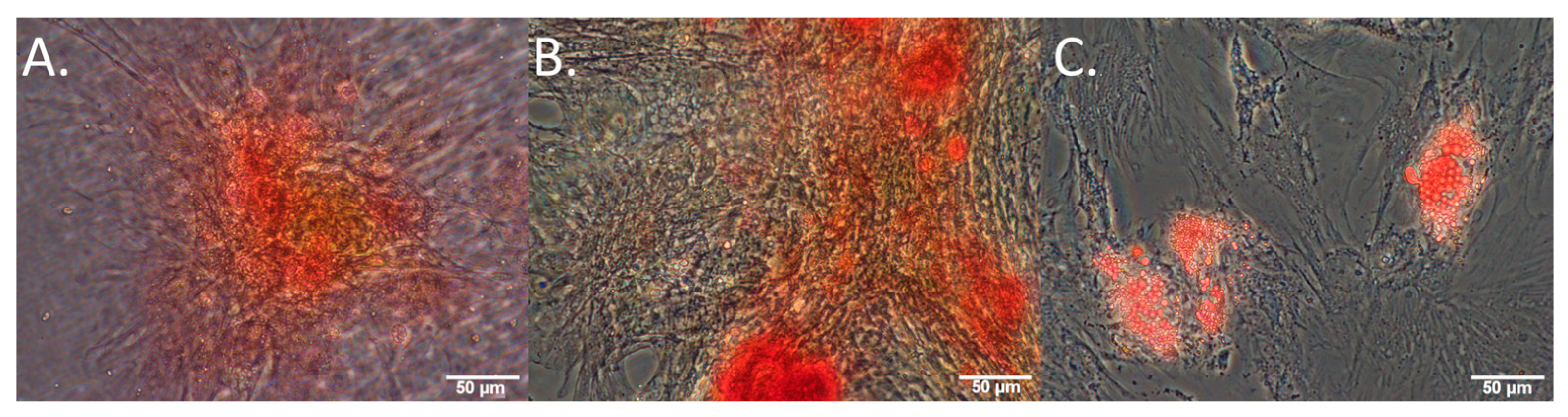Cells 13 01731 g001