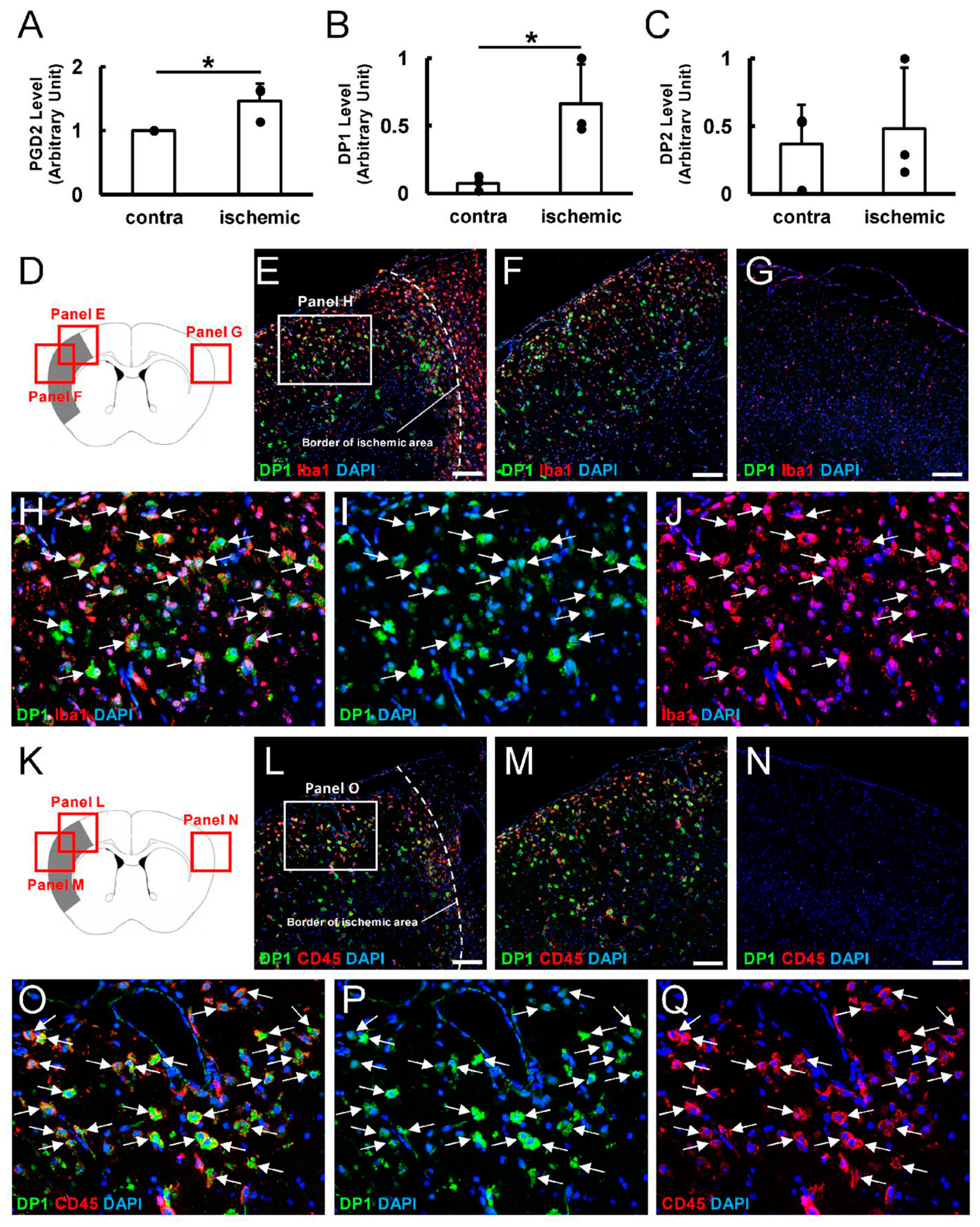 Cells 13 01737 g002 Cells 13 01737 g002