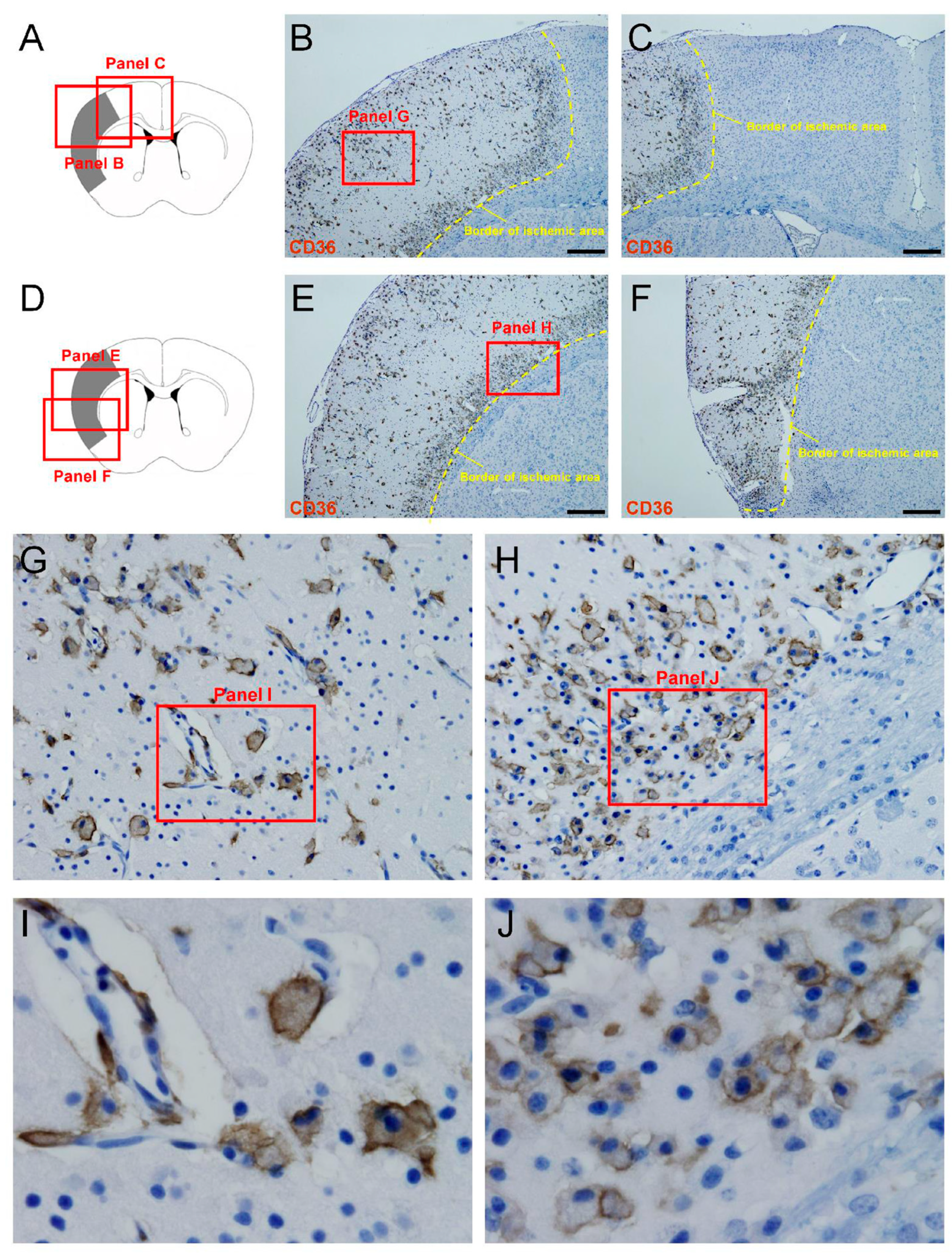 Cells 13 01737 g004 Cells 13 01737 g004
