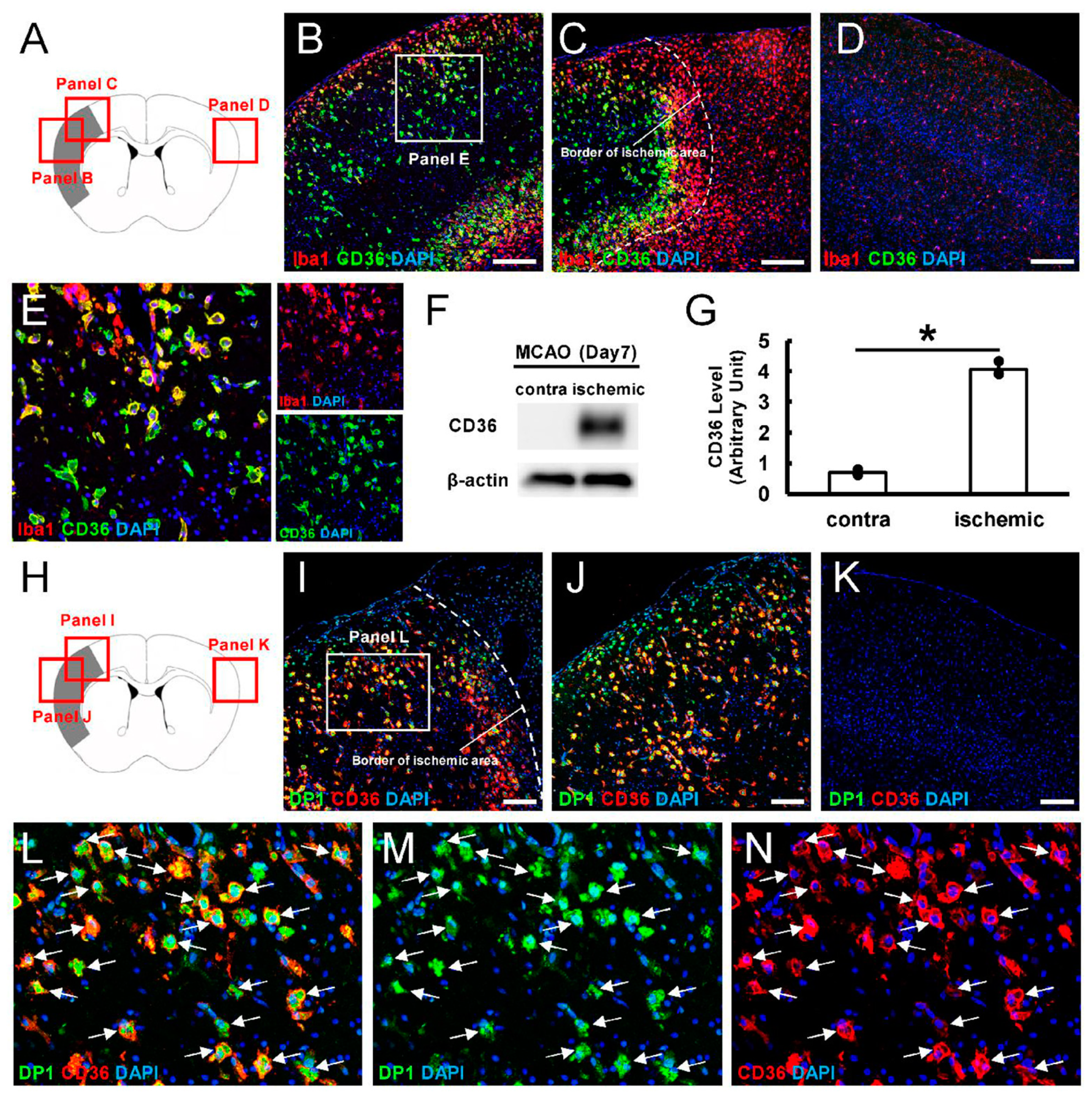 Cells 13 01737 g005 Cells 13 01737 g005