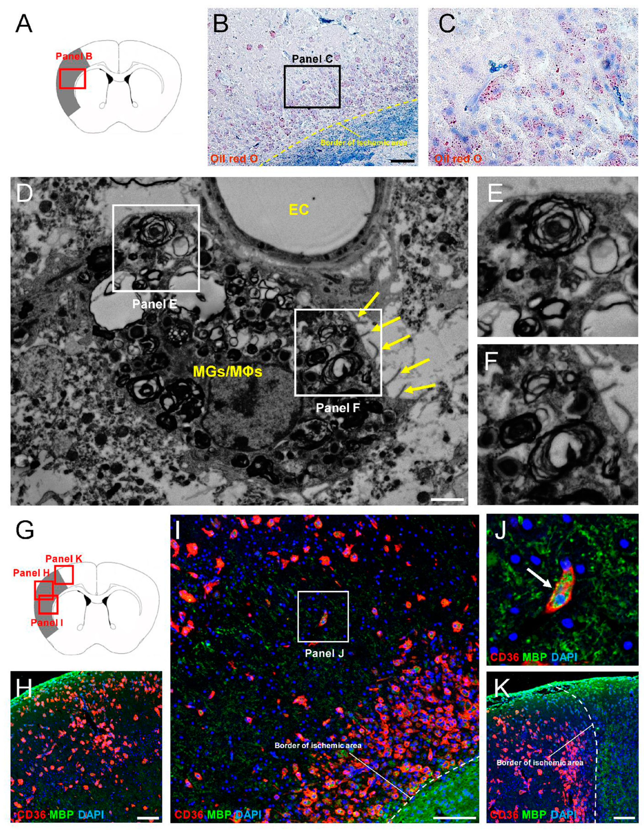 Cells 13 01737 g006 Cells 13 01737 g006