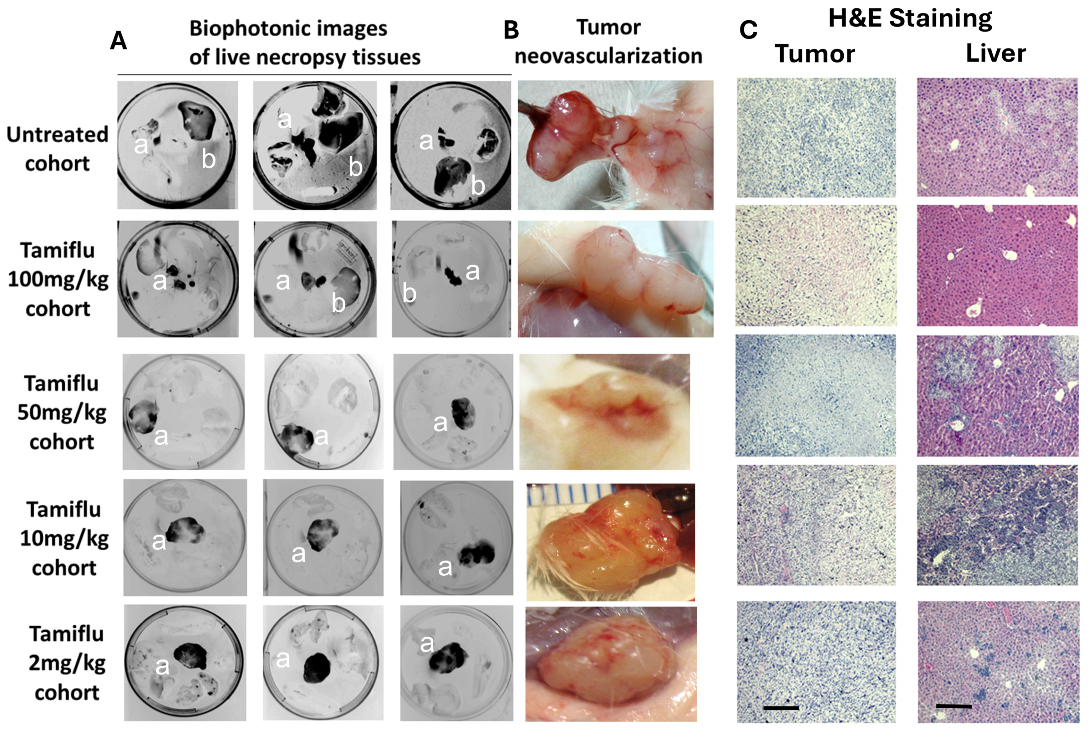 Cells 13 01739 g003 Cells 13 01739 g003