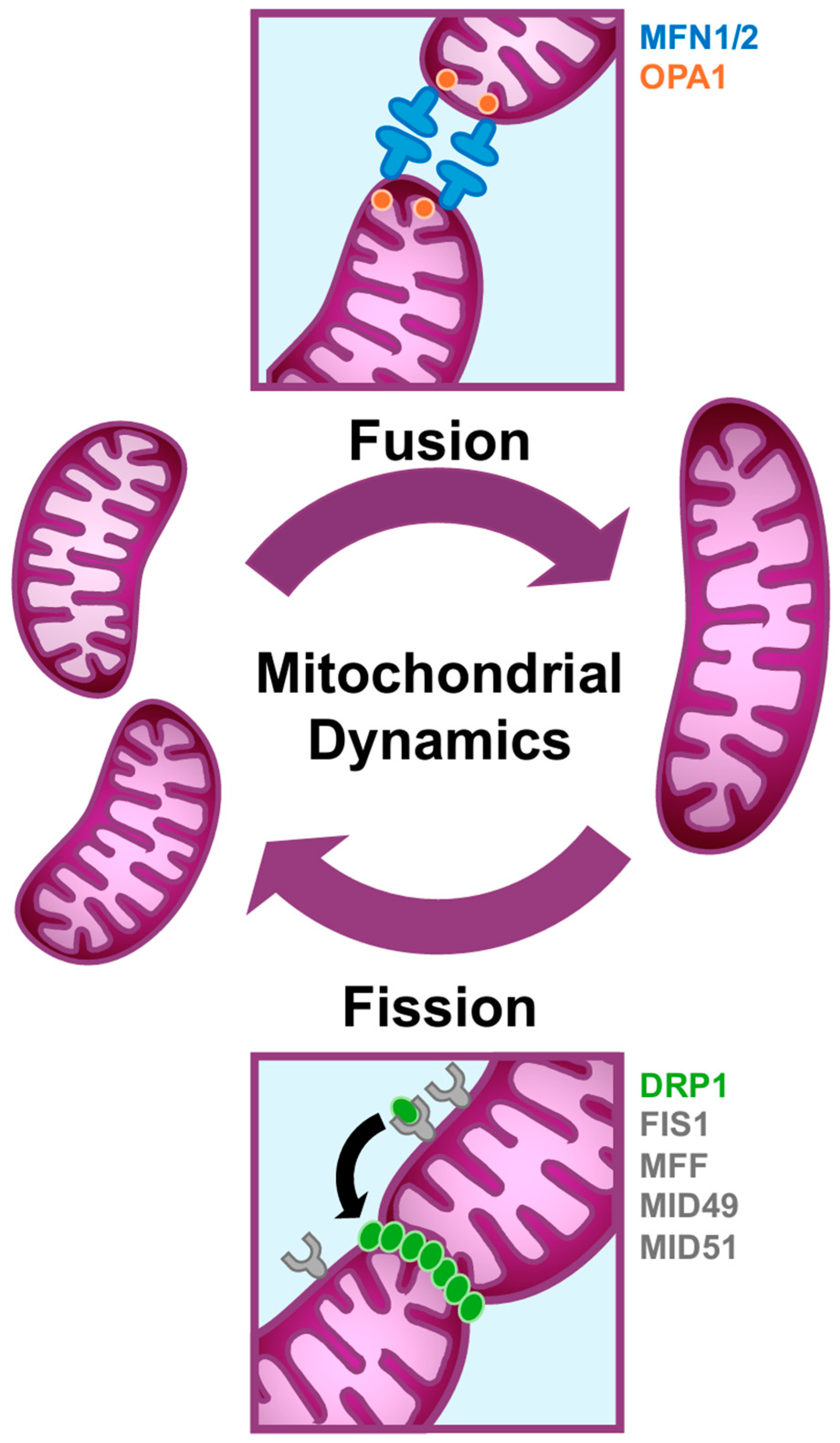 Cells 13 01773 g001