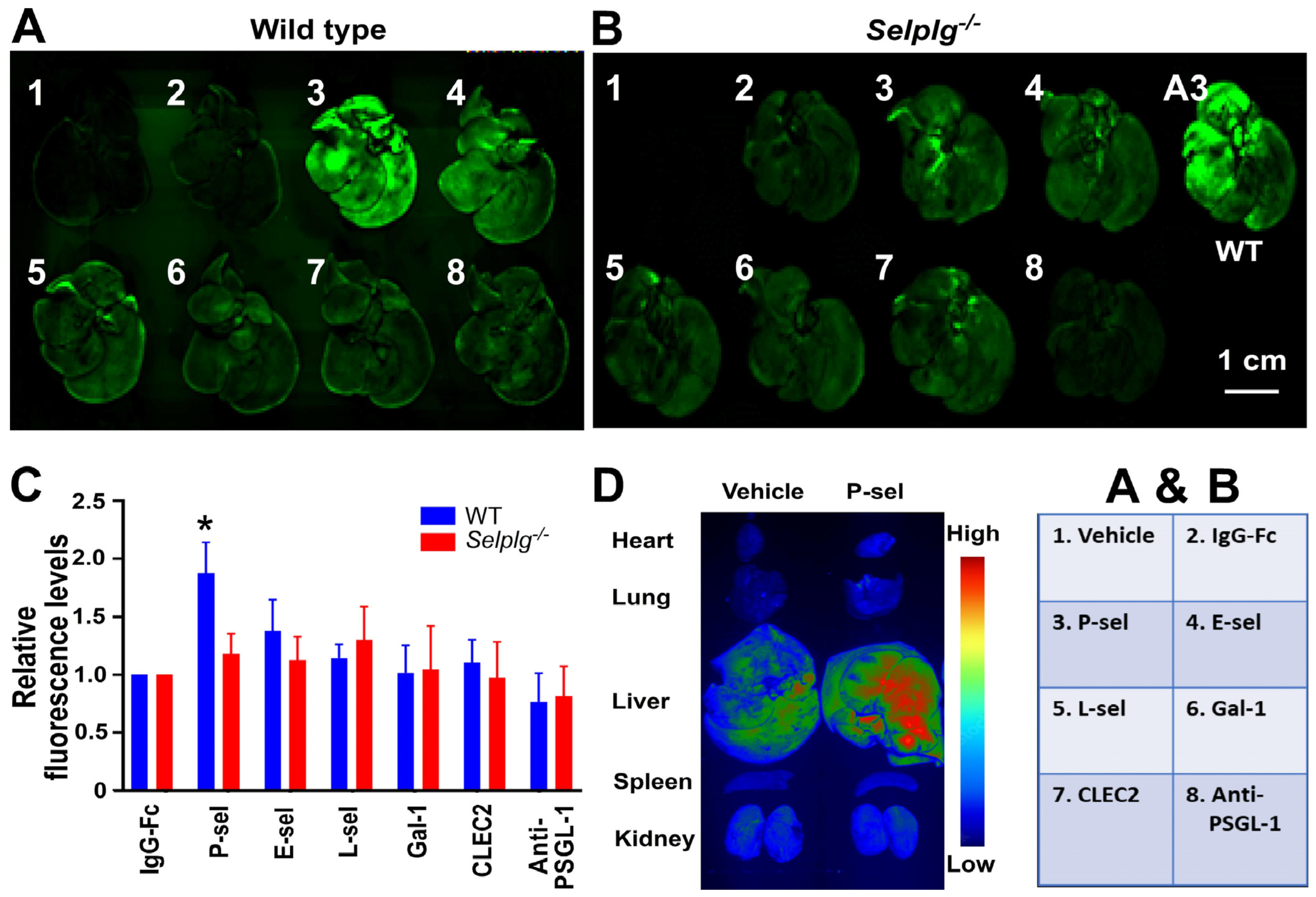 Cells 13 01778 g006 Cells 13 01778 g006