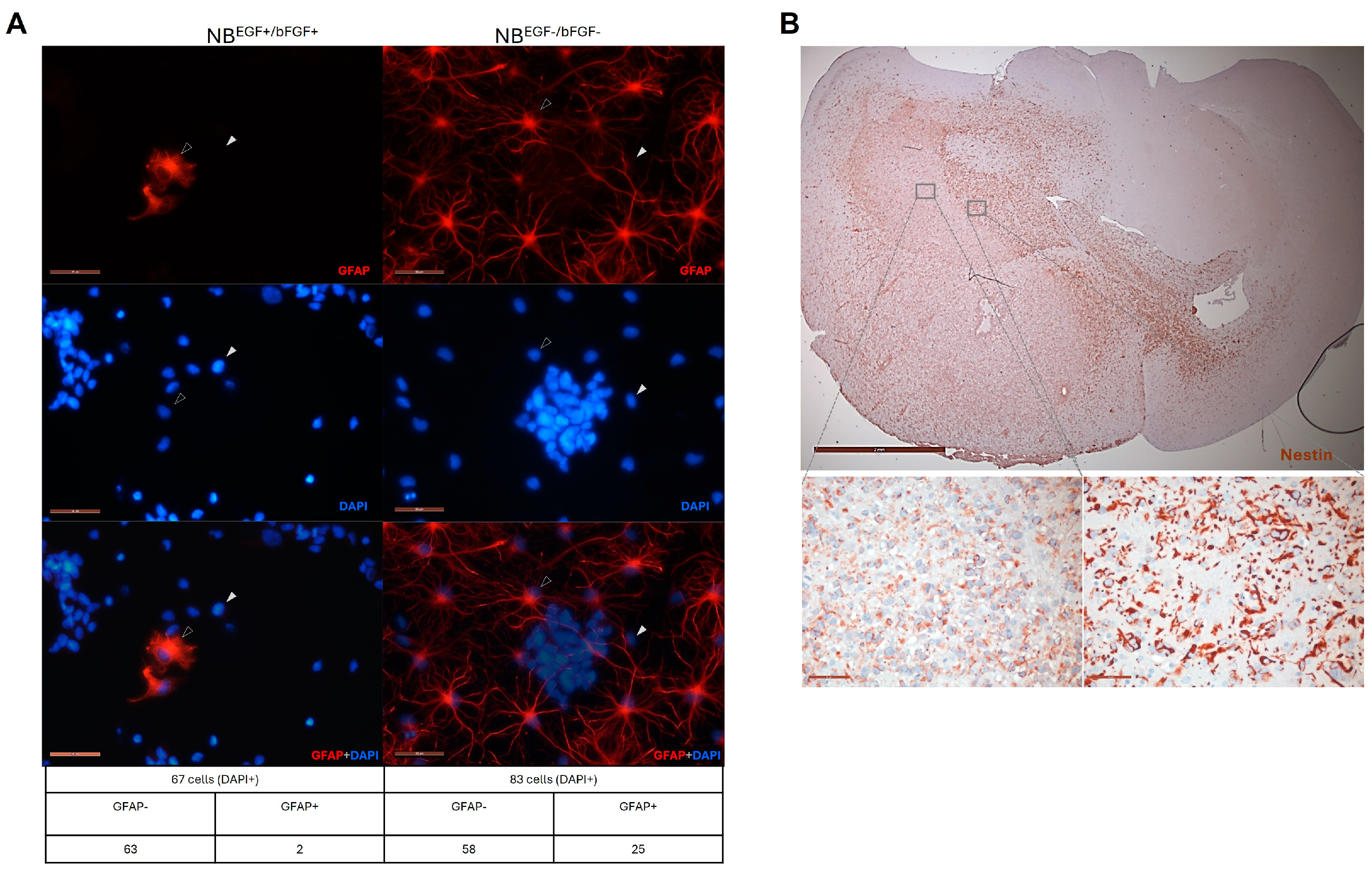 Cells 13 01802 g004 Cells 13 01802 g004