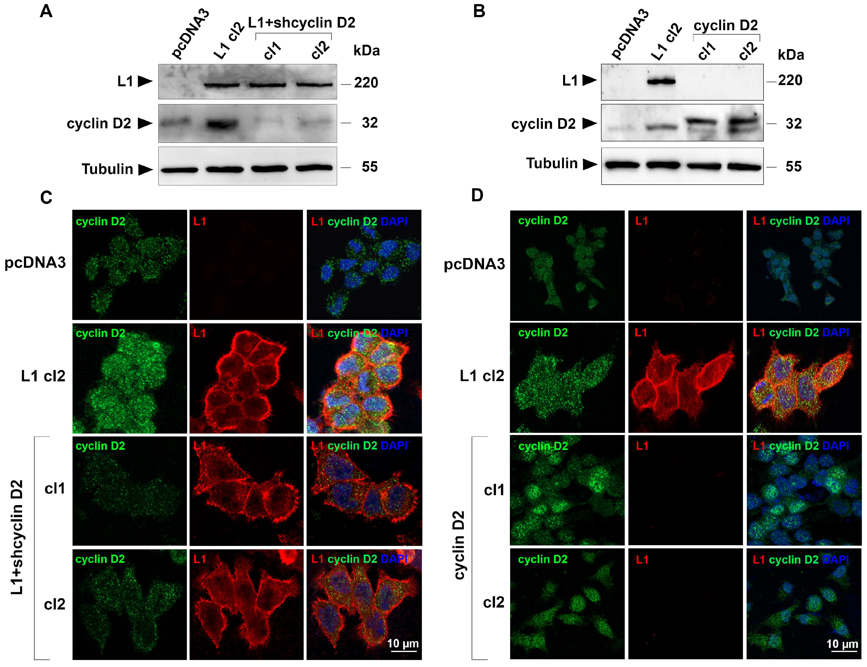 Cells 13 01810 g002 Cells 13 01810 g002