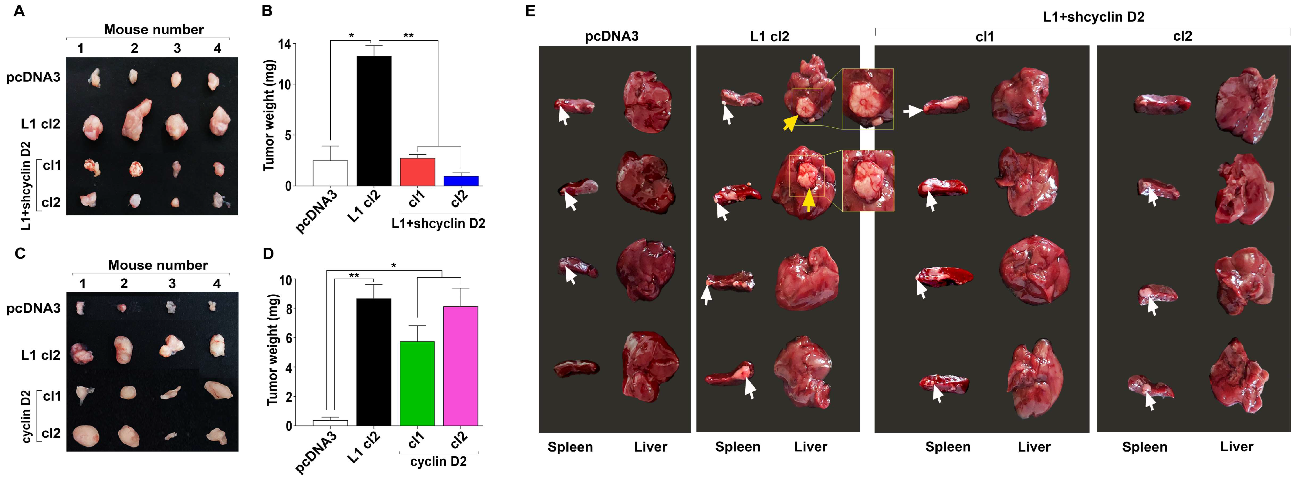 Cells 13 01810 g004 Cells 13 01810 g004