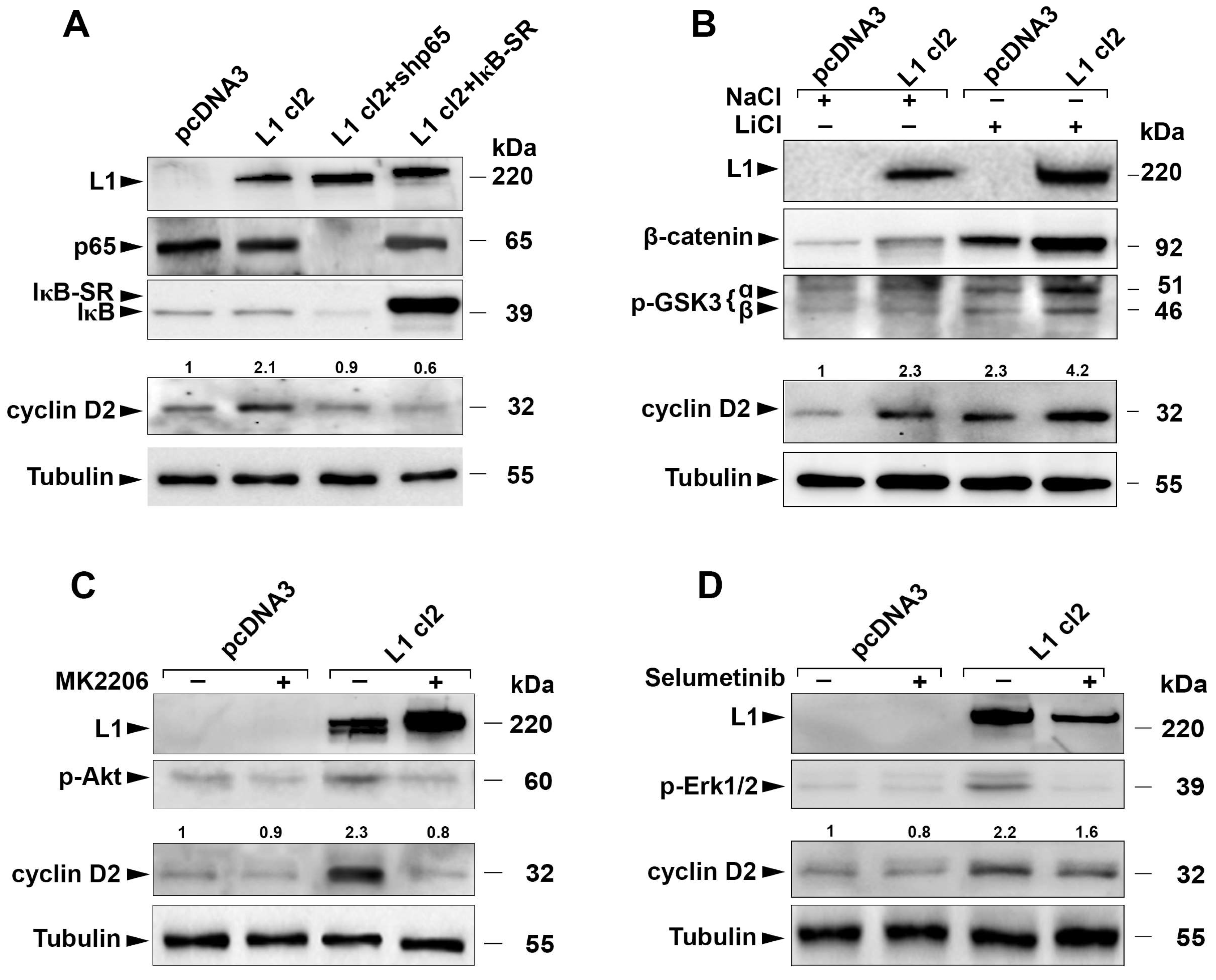 Cells 13 01810 g005 Cells 13 01810 g005
