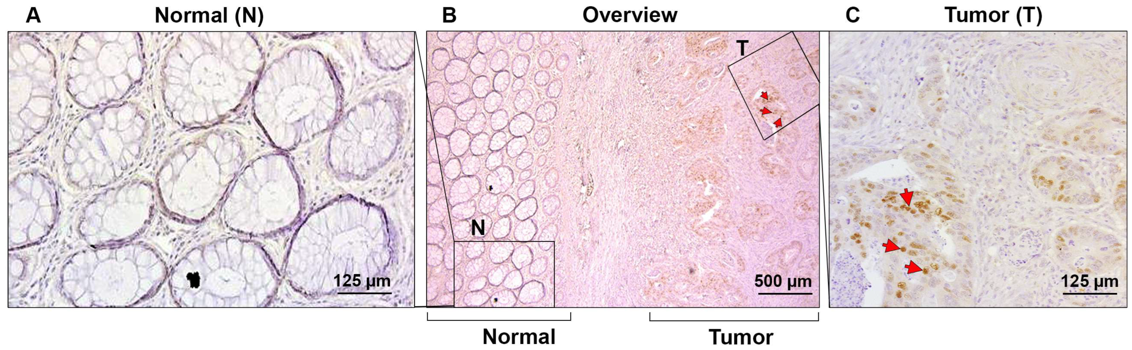 Cells 13 01810 g006 Cells 13 01810 g006