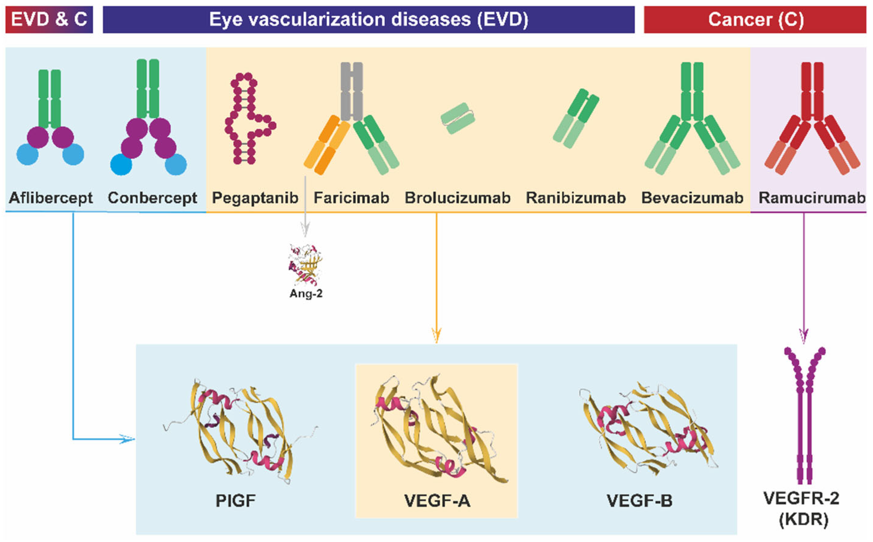 Cells 13 01815 g003 Cells 13 01815 g003