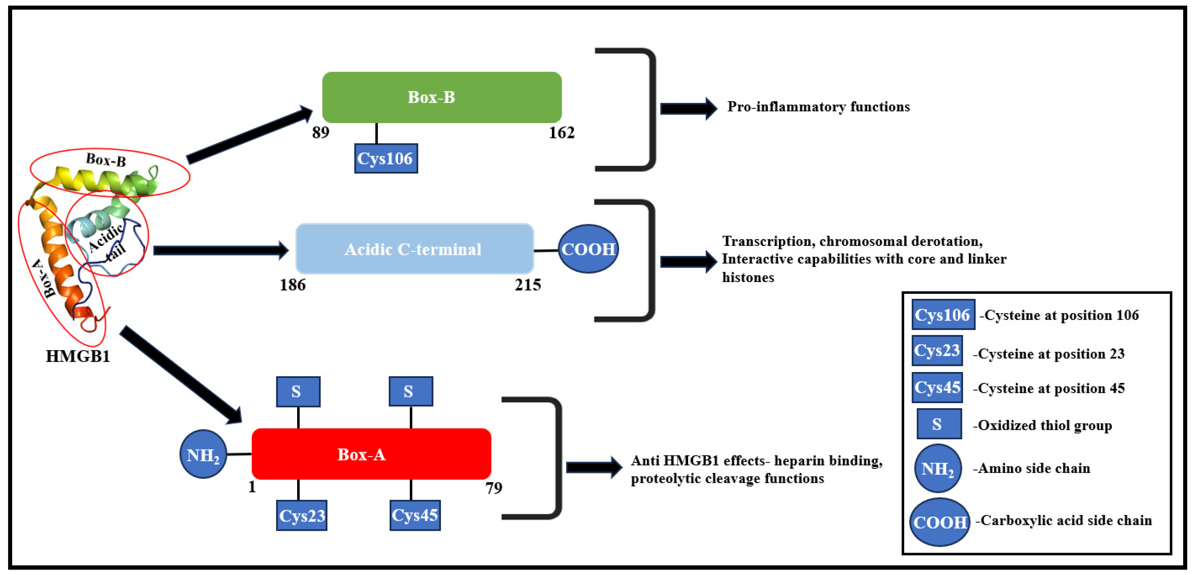 Cells 13 01946 g001 Cells 13 01946 g001
