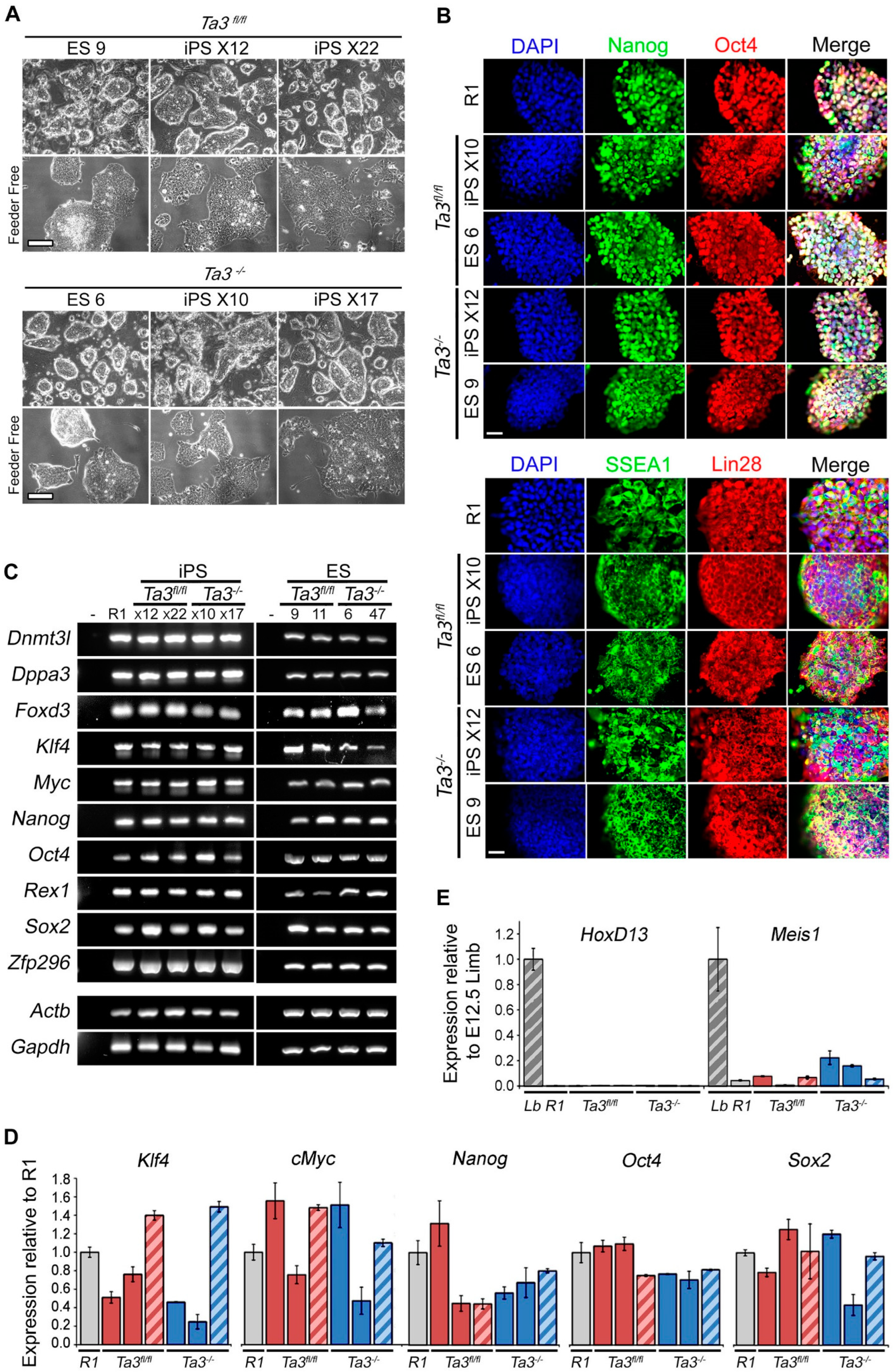Cells 13 01957 g002 Cells 13 01957 g002