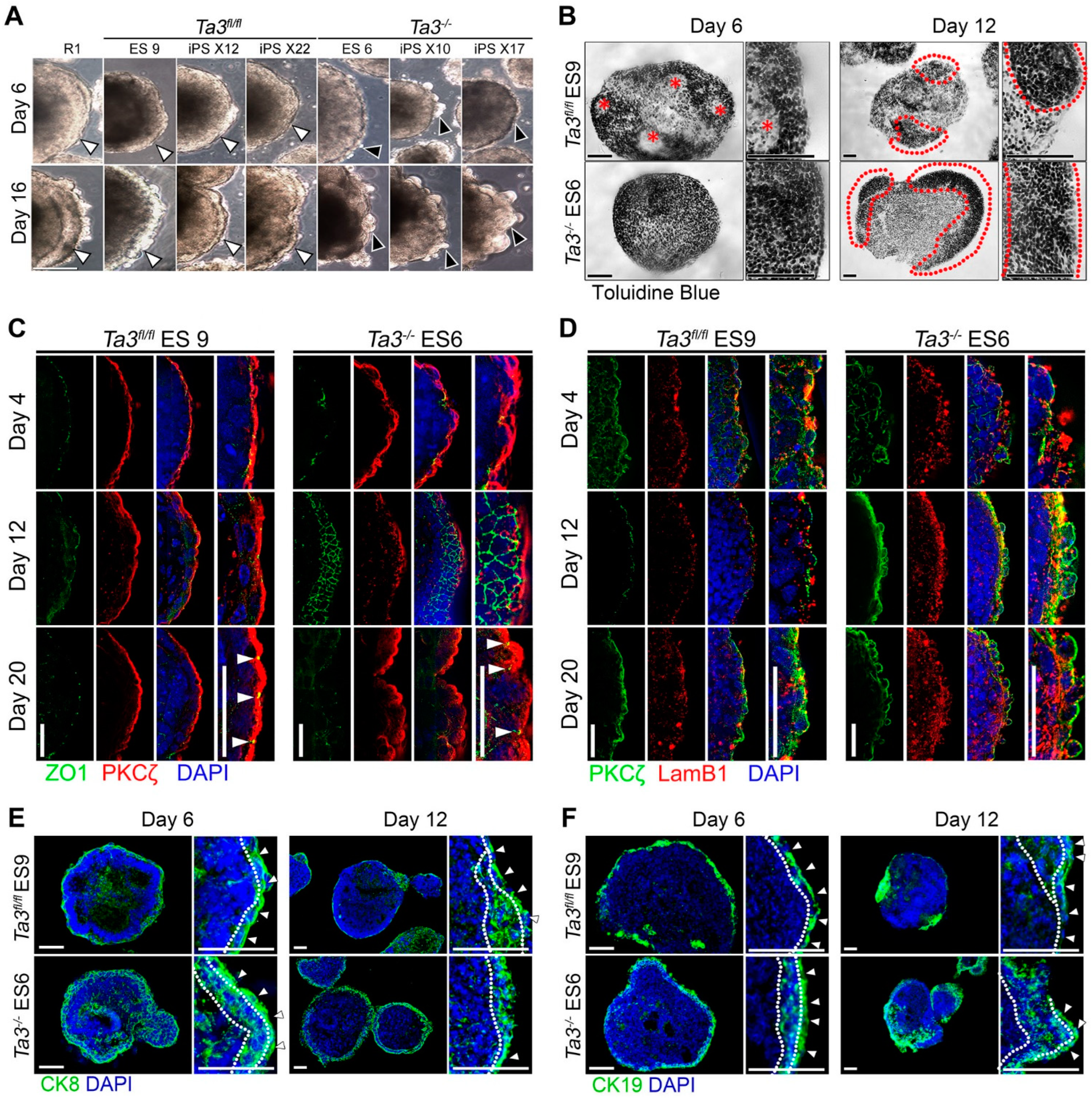 Cells 13 01957 g004 Cells 13 01957 g004