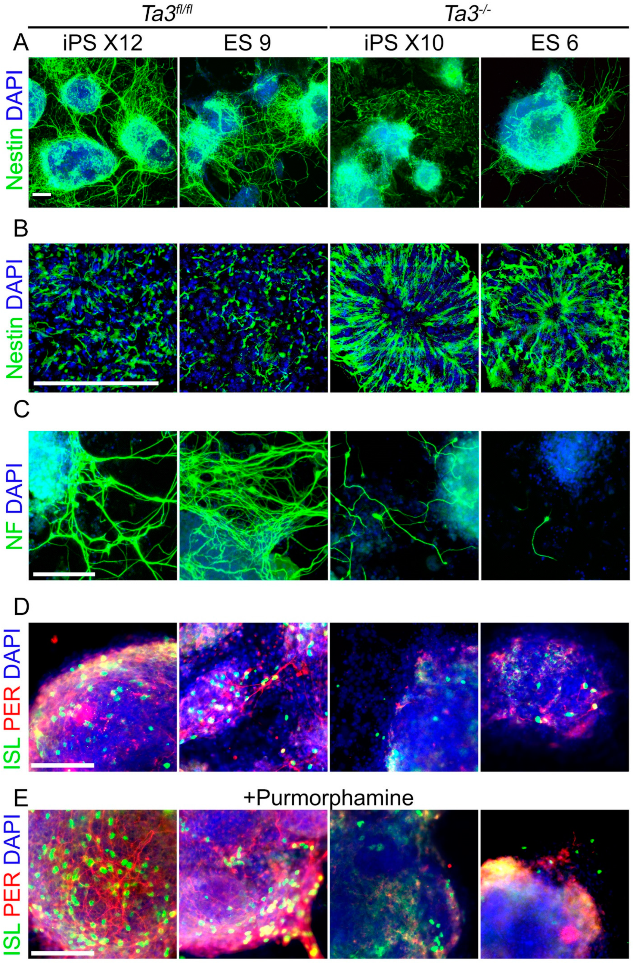 Cells 13 01957 g007 Cells 13 01957 g007