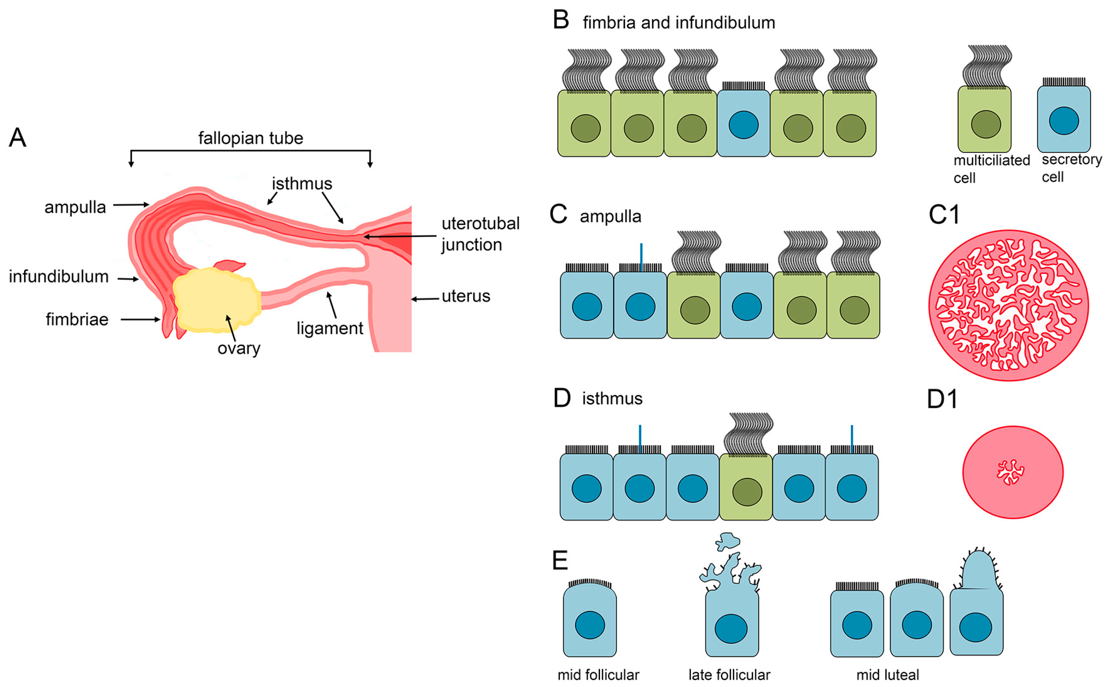 Cells 13 01974 g002 Cells 13 01974 g002