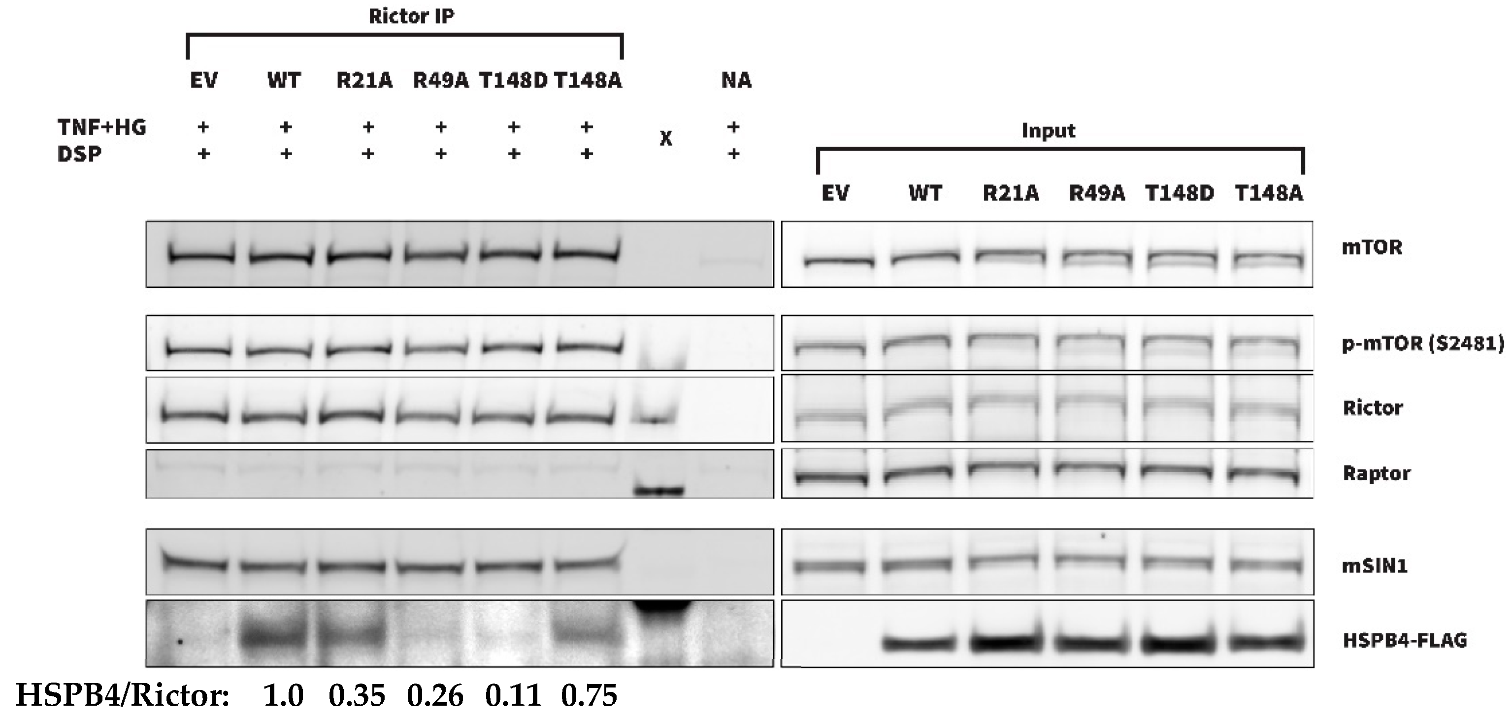 Cells 13 02000 g006 Cells 13 02000 g006