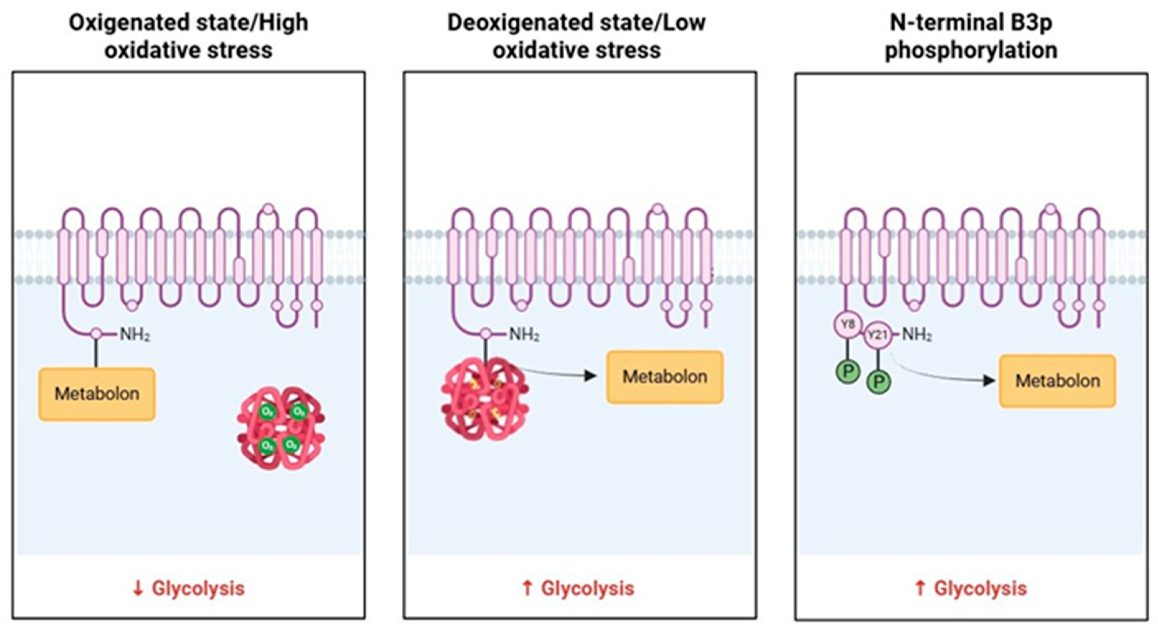 Cells 13 02026 g002 Cells 13 02026 g002