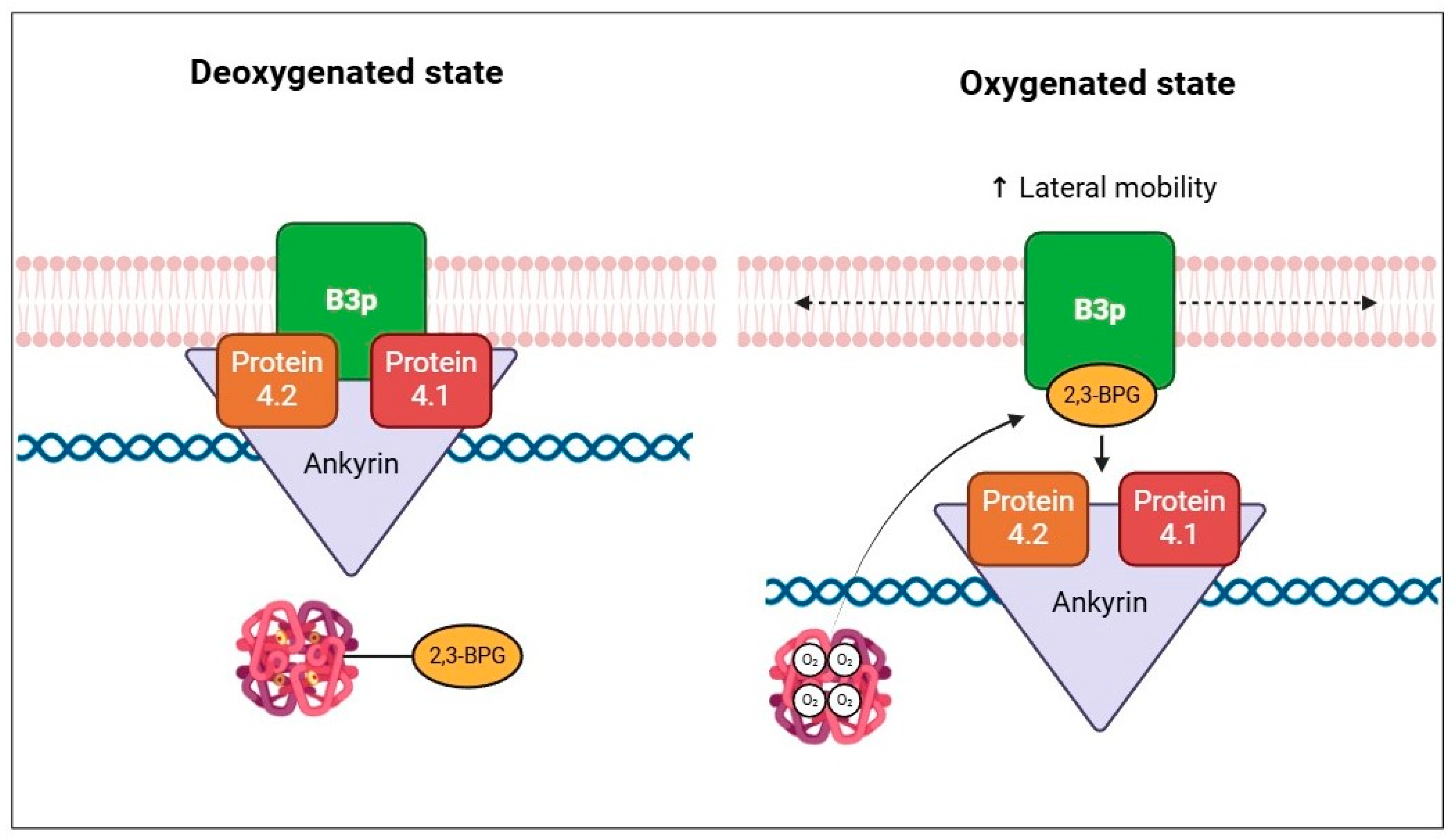 Cells 13 02026 g005 Cells 13 02026 g005