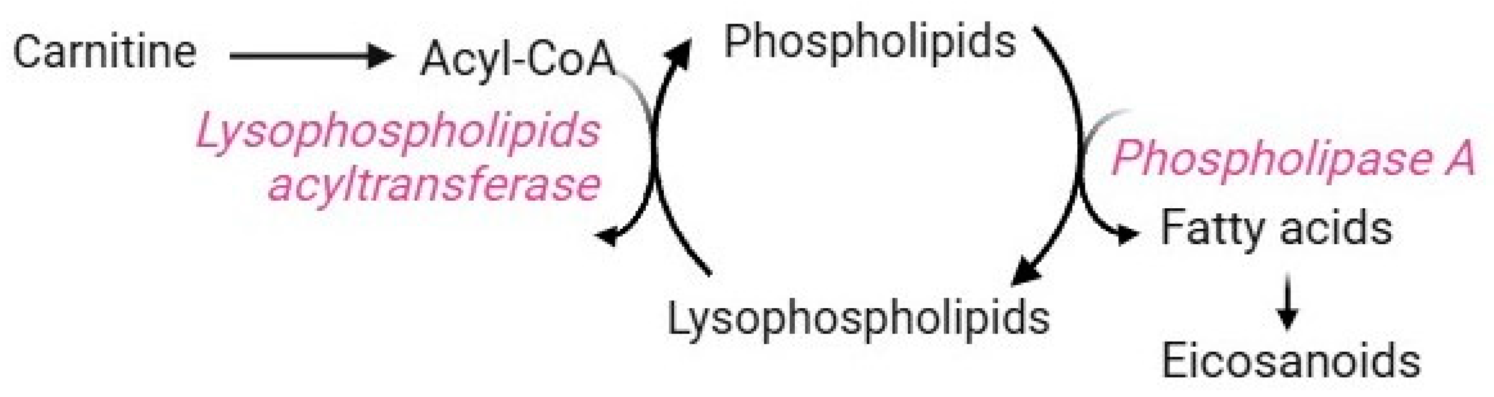 Cells 13 02026 g010 Cells 13 02026 g010