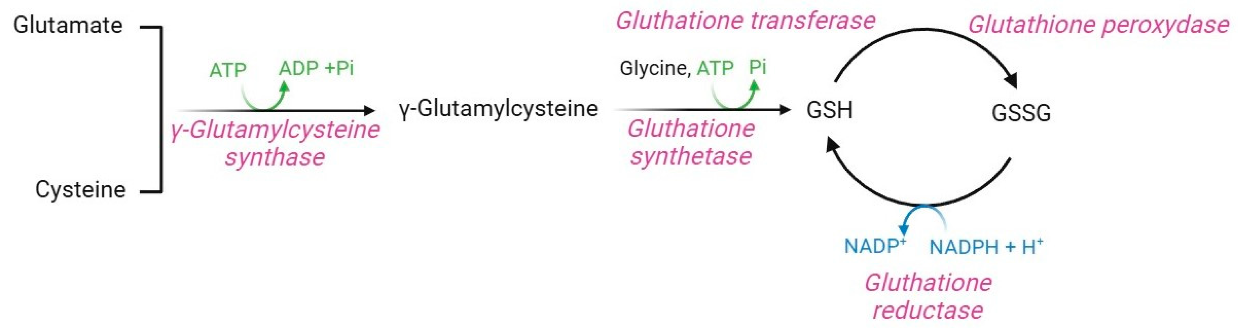 Cells 13 02026 g011 Cells 13 02026 g011