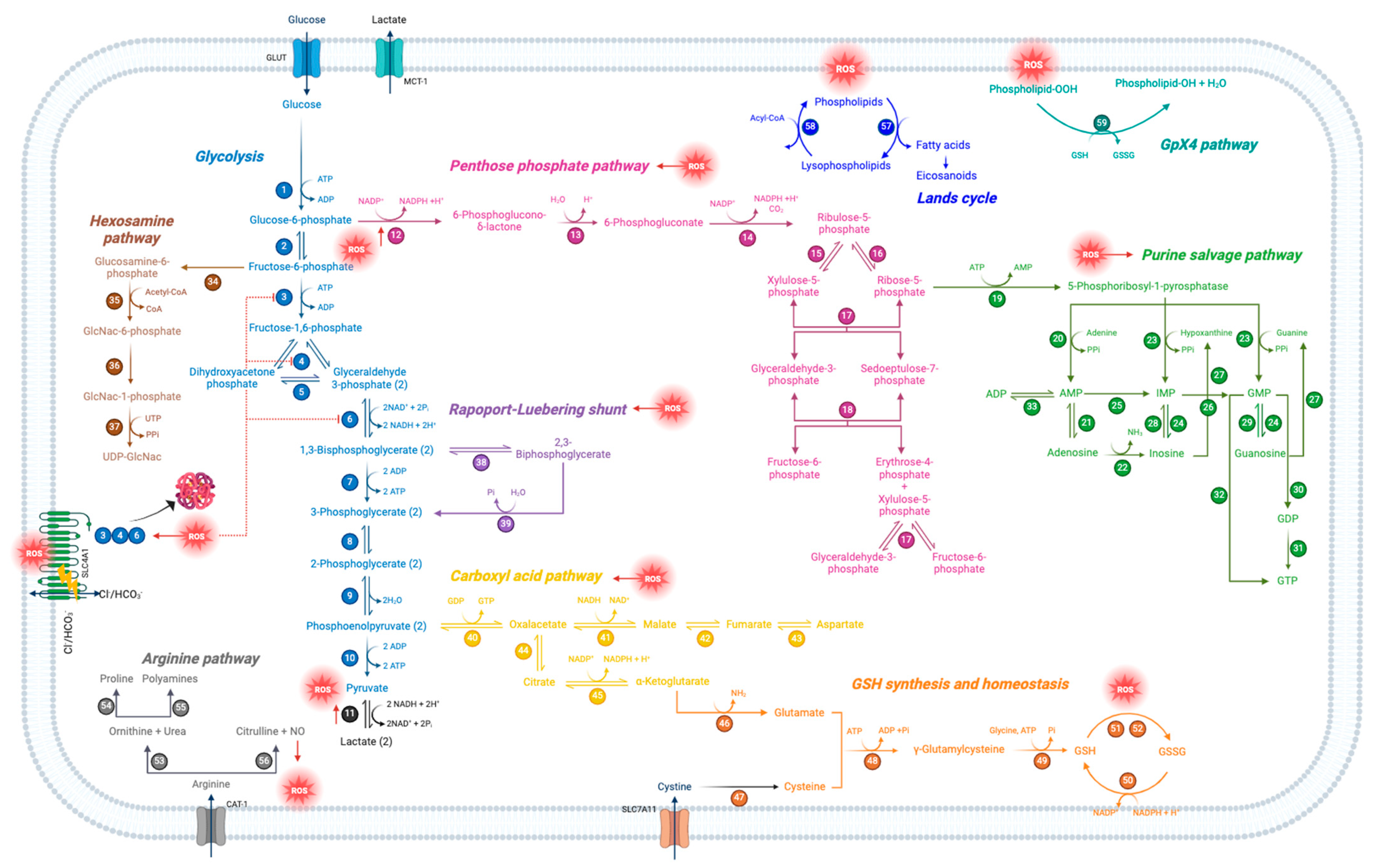 Cells 13 02026 g013a Cells 13 02026 g013a