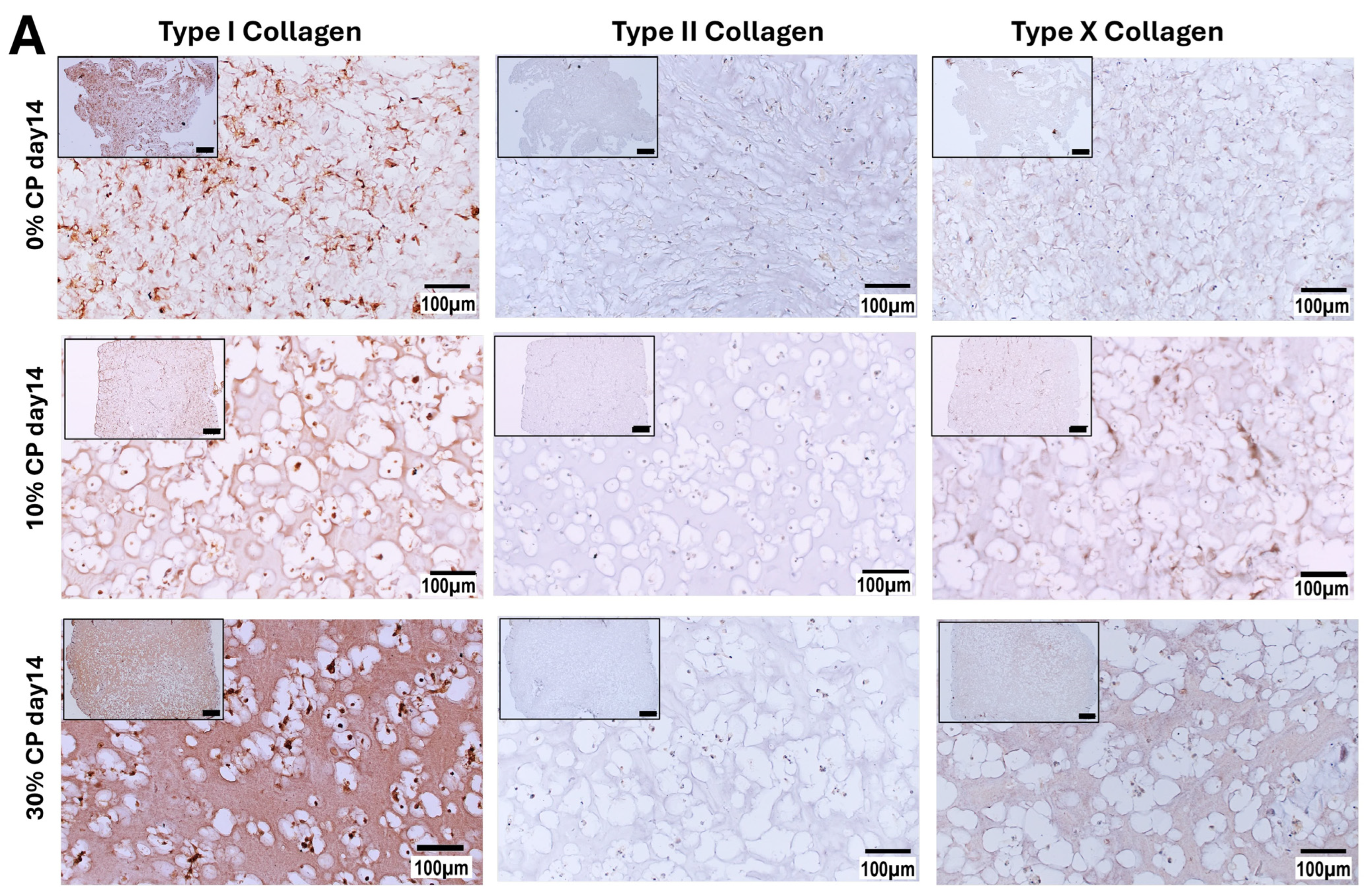 Cells 14 00025 g006a
