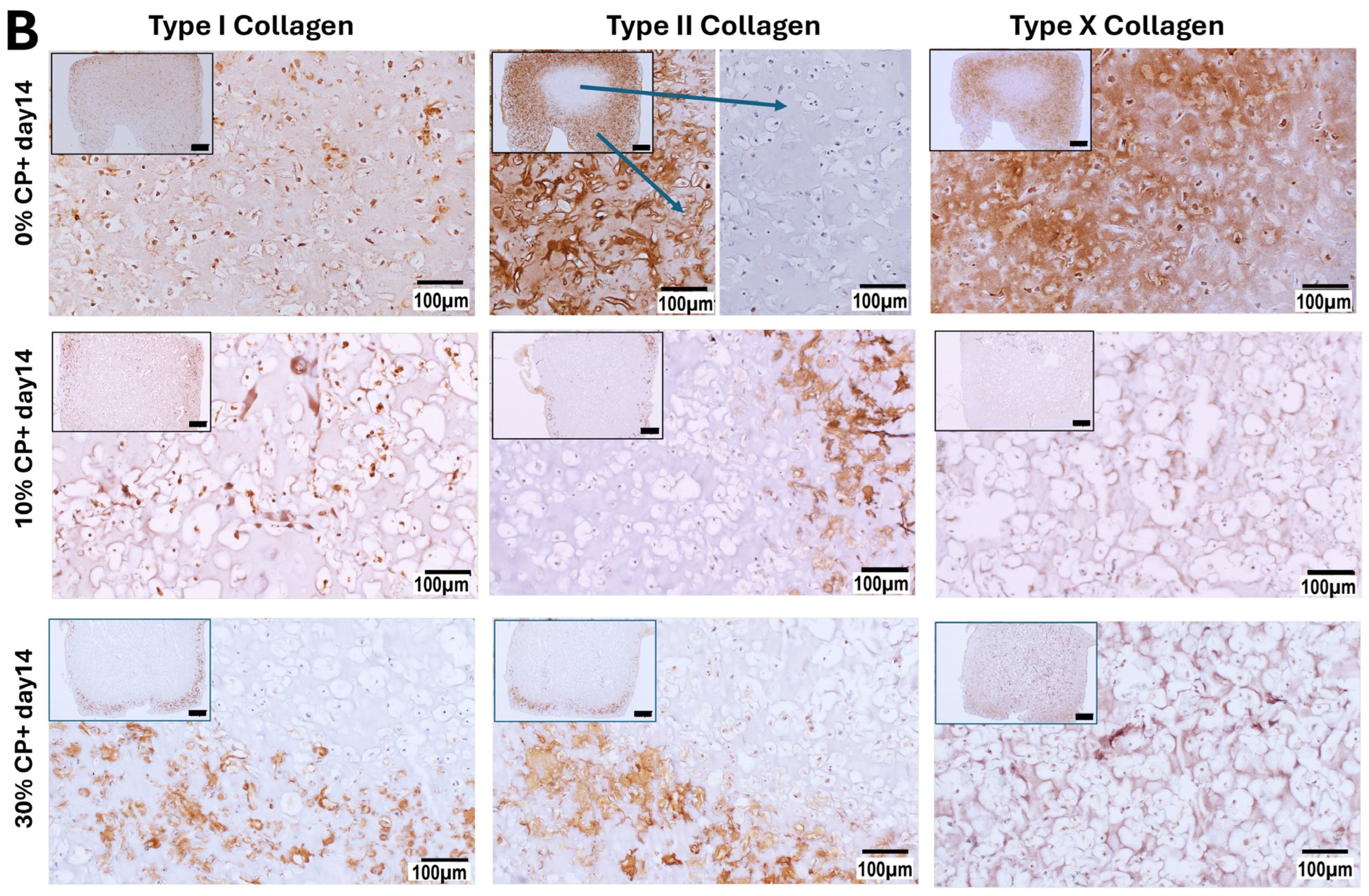 Cells 14 00025 g006b
