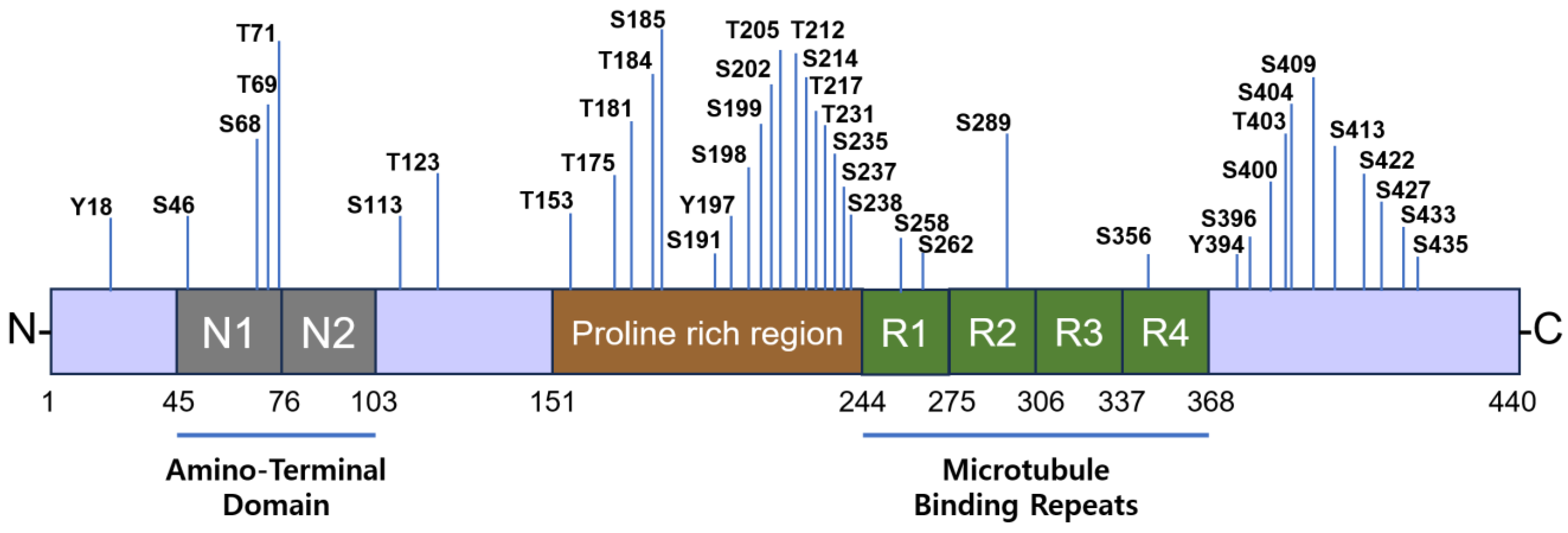 Cells 14 00089 g010 Cells 14 00089 g010