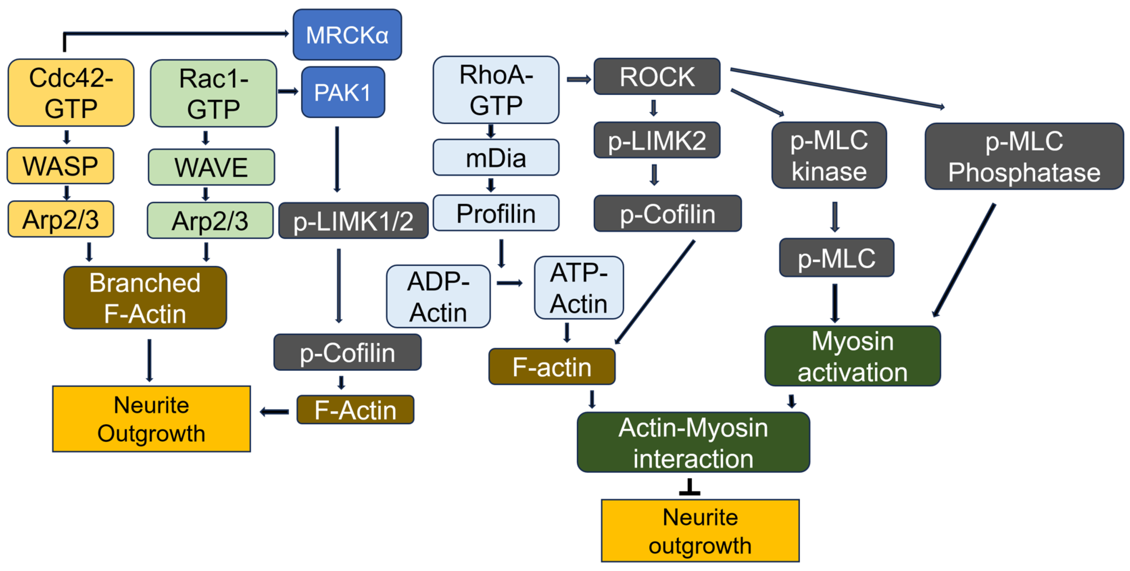 Cells 14 00089 g012 Cells 14 00089 g012