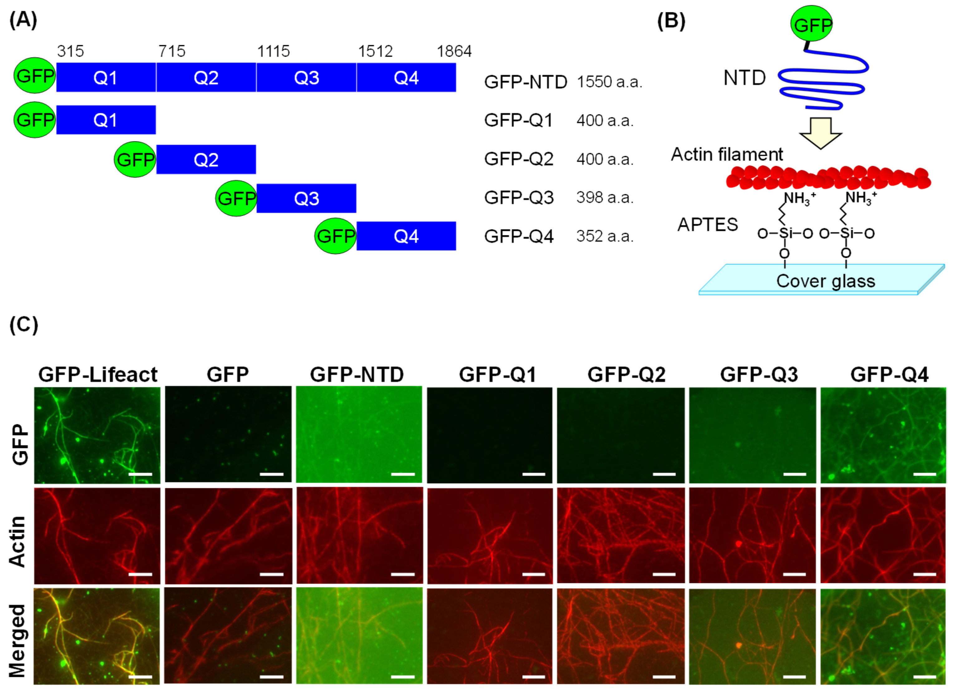 Cells 14 00138 g003