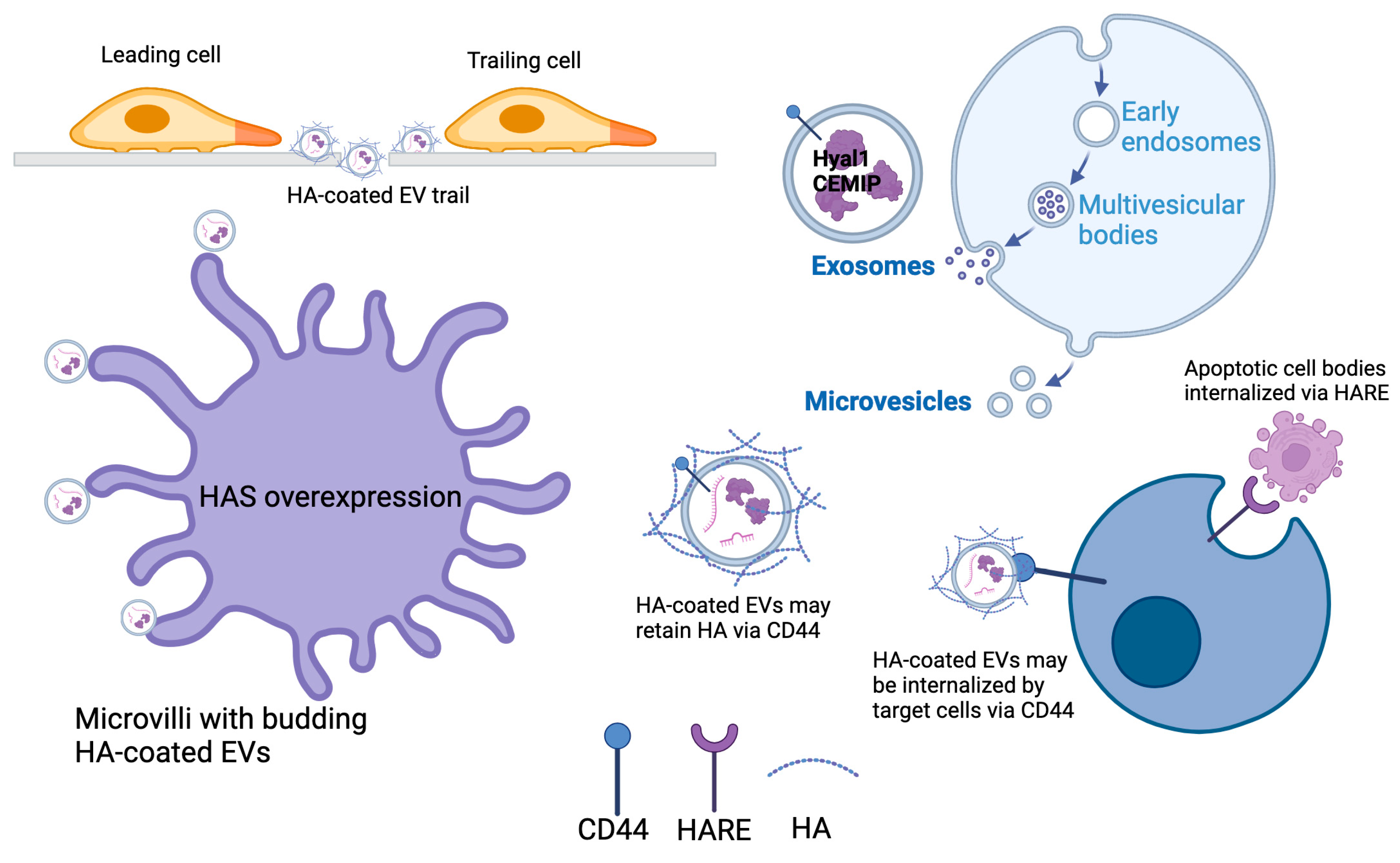 Cells 14 00139 g001
