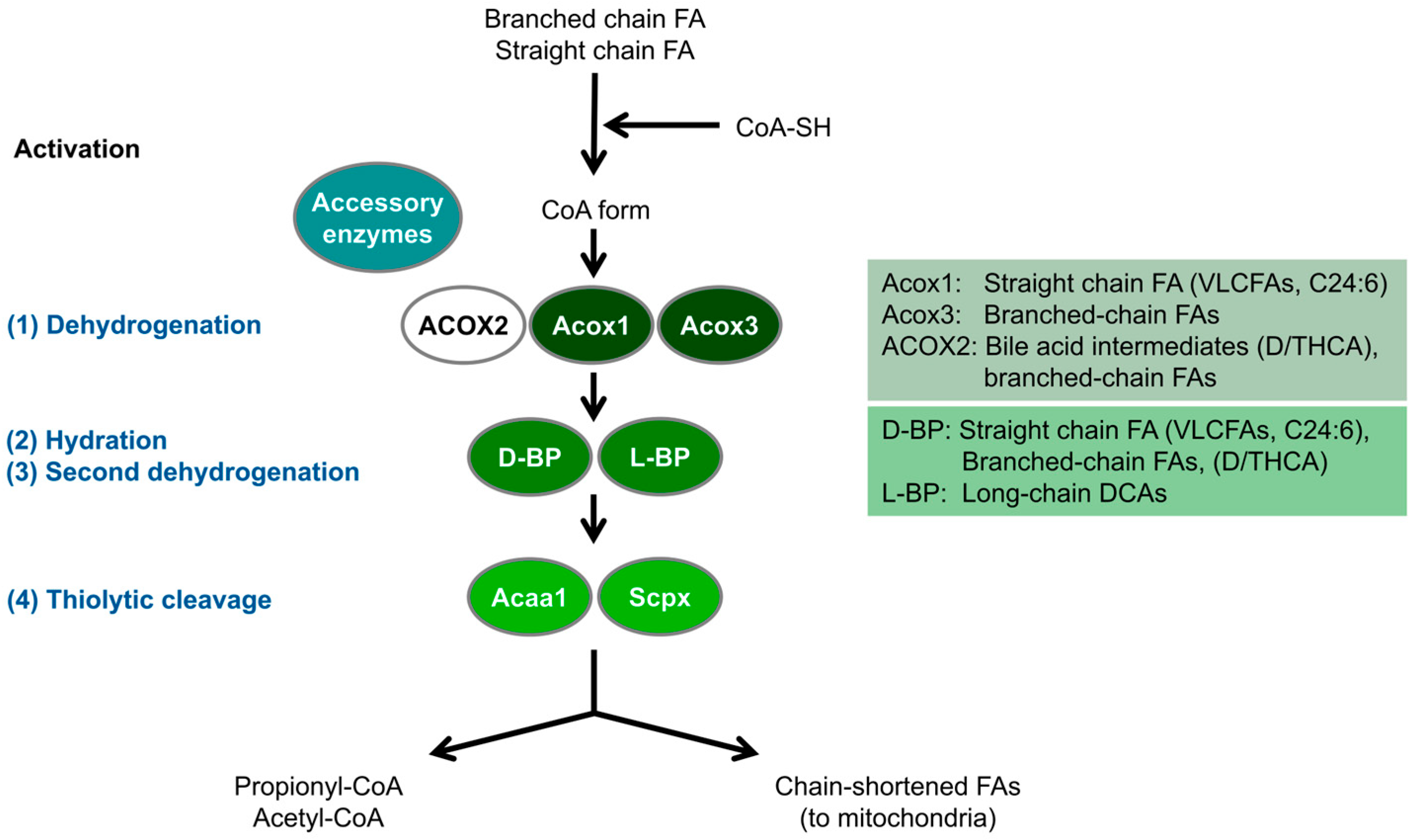 Cells 14 00147 g001 Cells 14 00147 g001