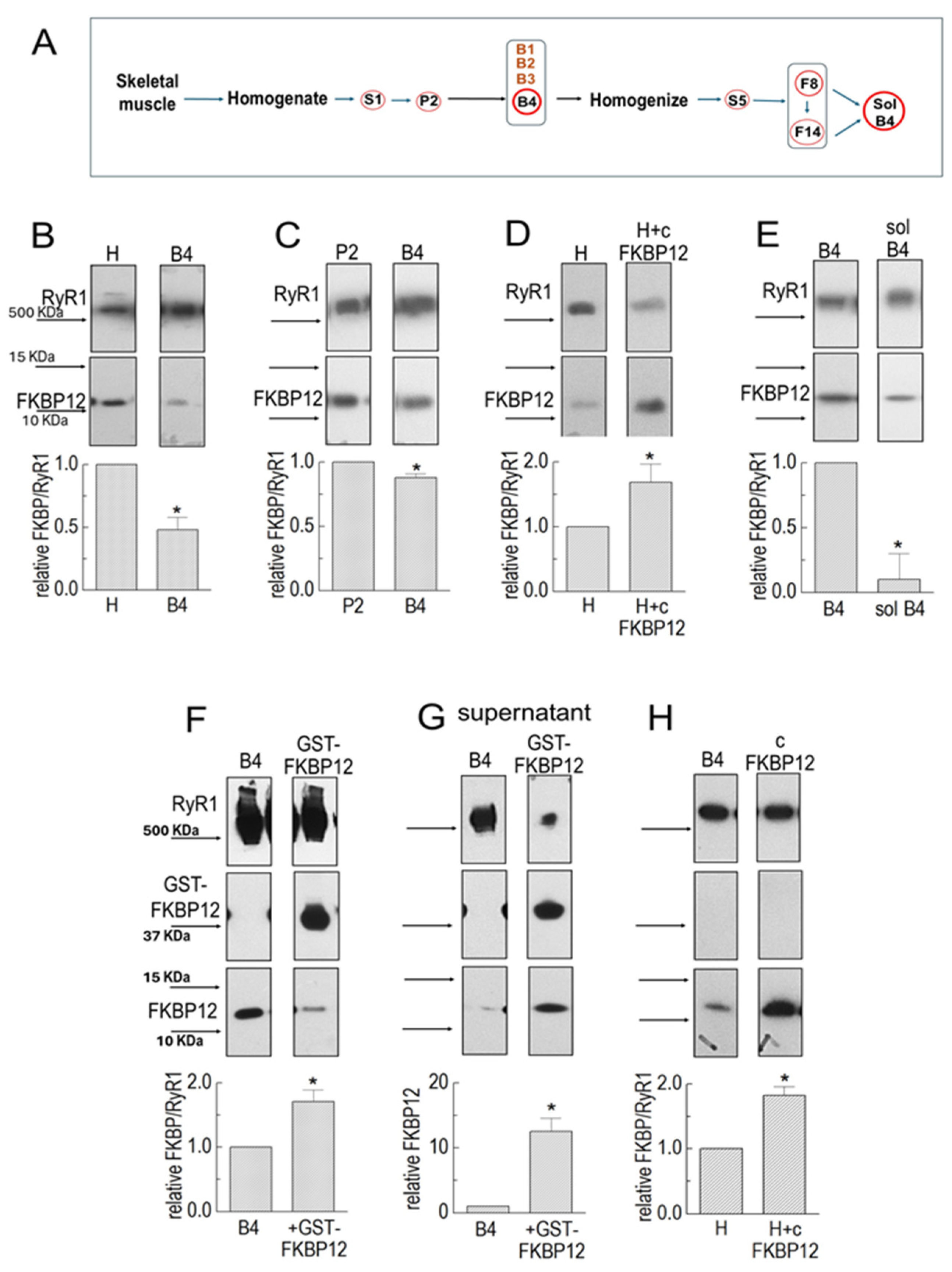 Cells 14 00157 g001 Cells 14 00157 g001
