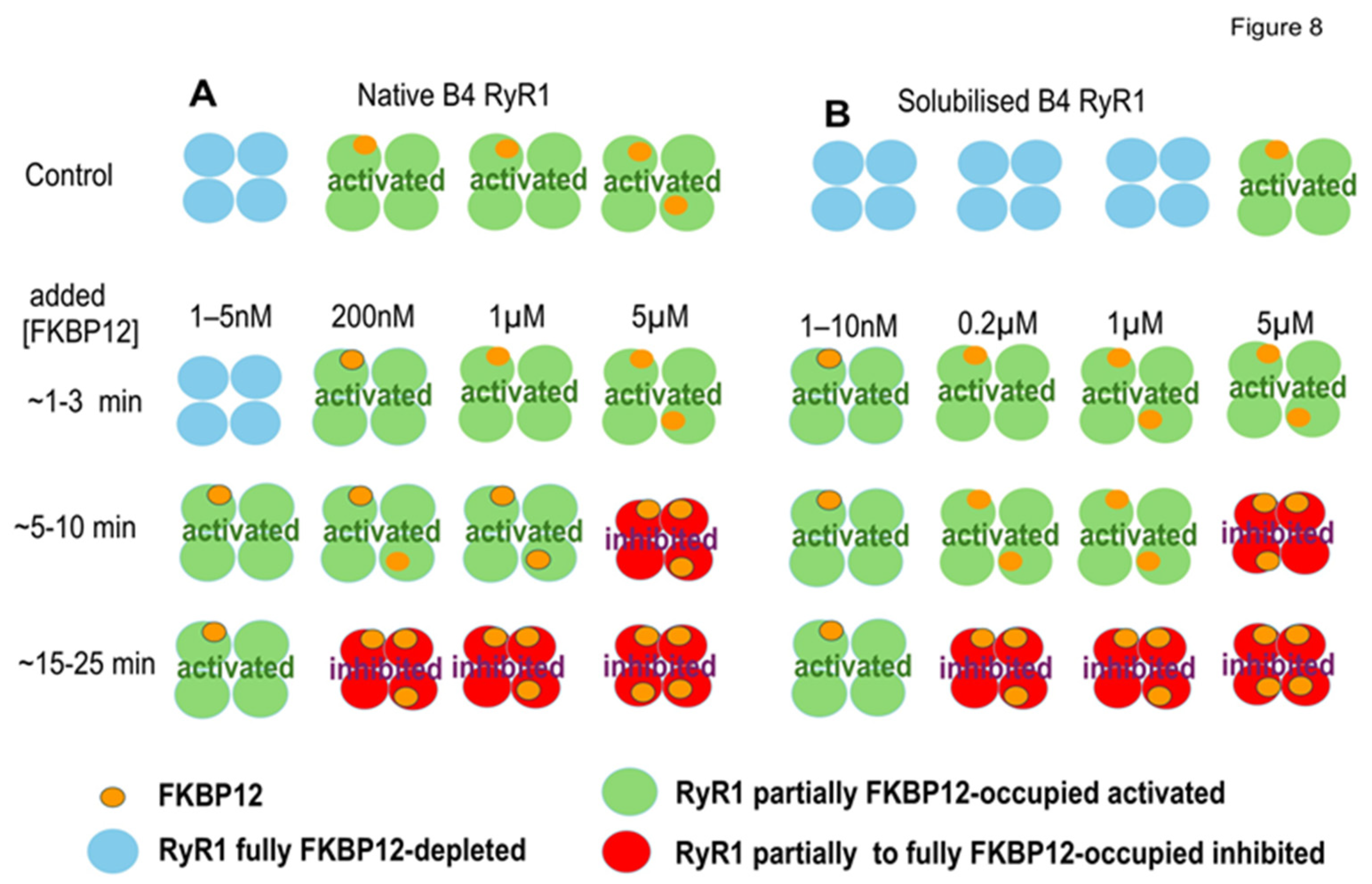 Cells 14 00157 g008 Cells 14 00157 g008