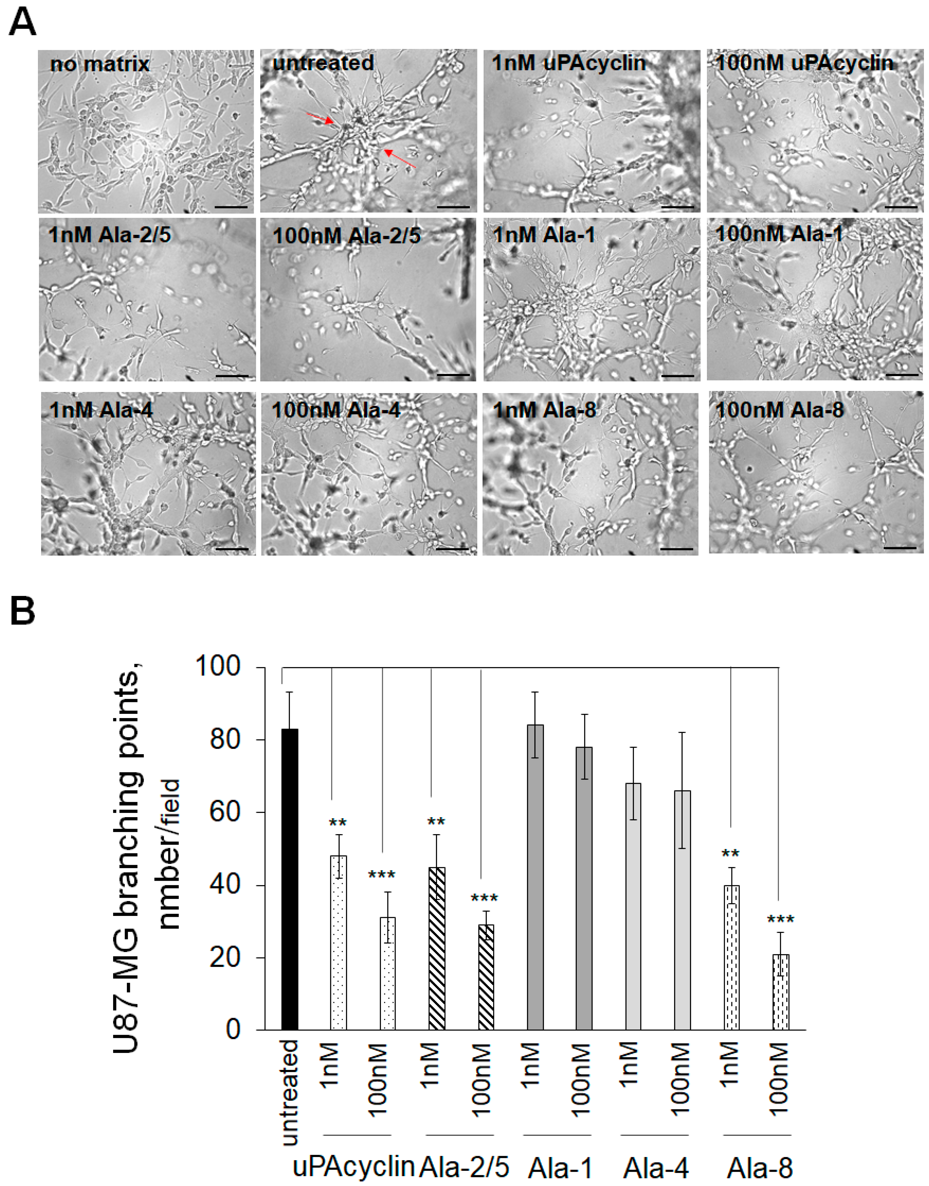 Cells 14 00259 g006 Cells 14 00259 g006