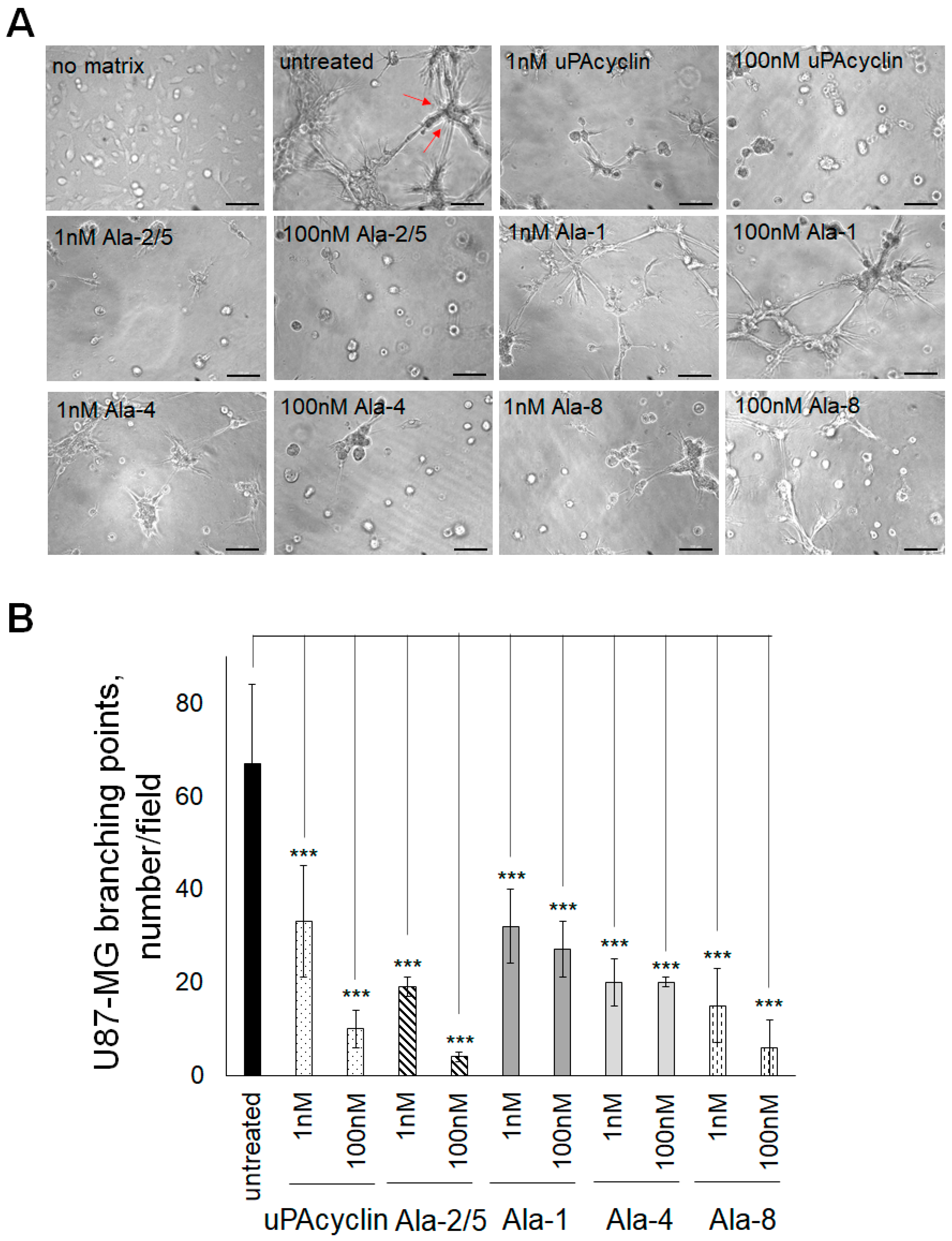 Cells 14 00259 g007 Cells 14 00259 g007