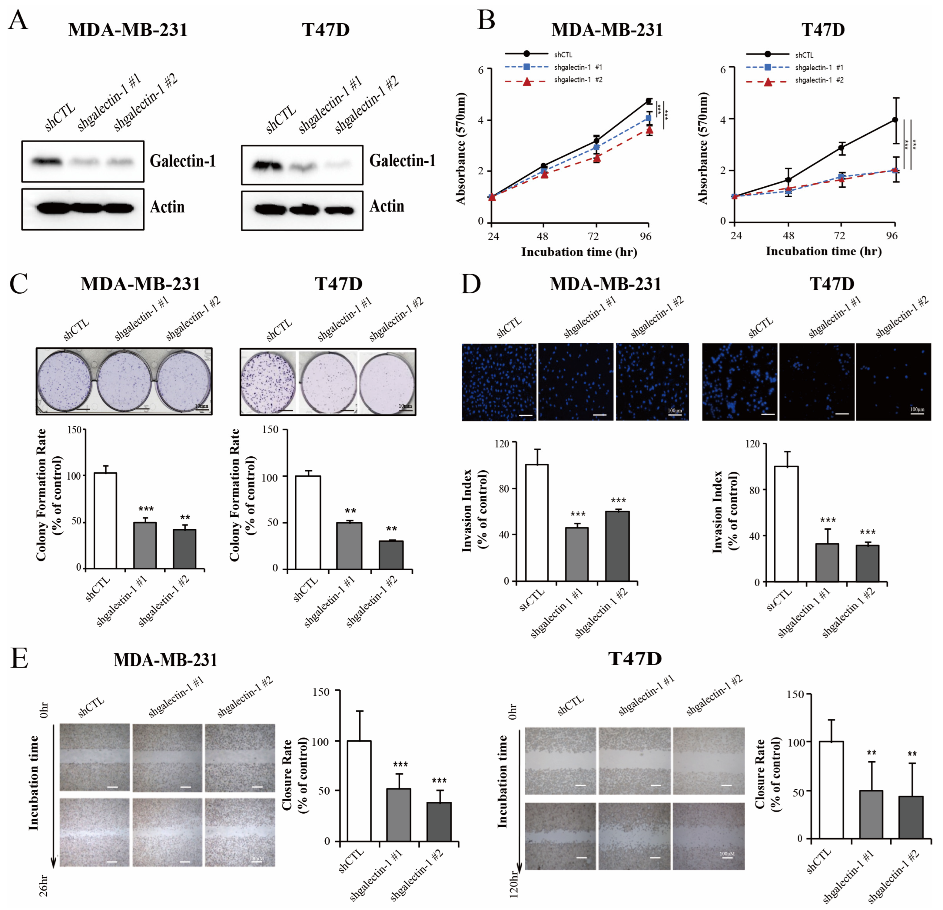Cells 14 00310 g002 Cells 14 00310 g002