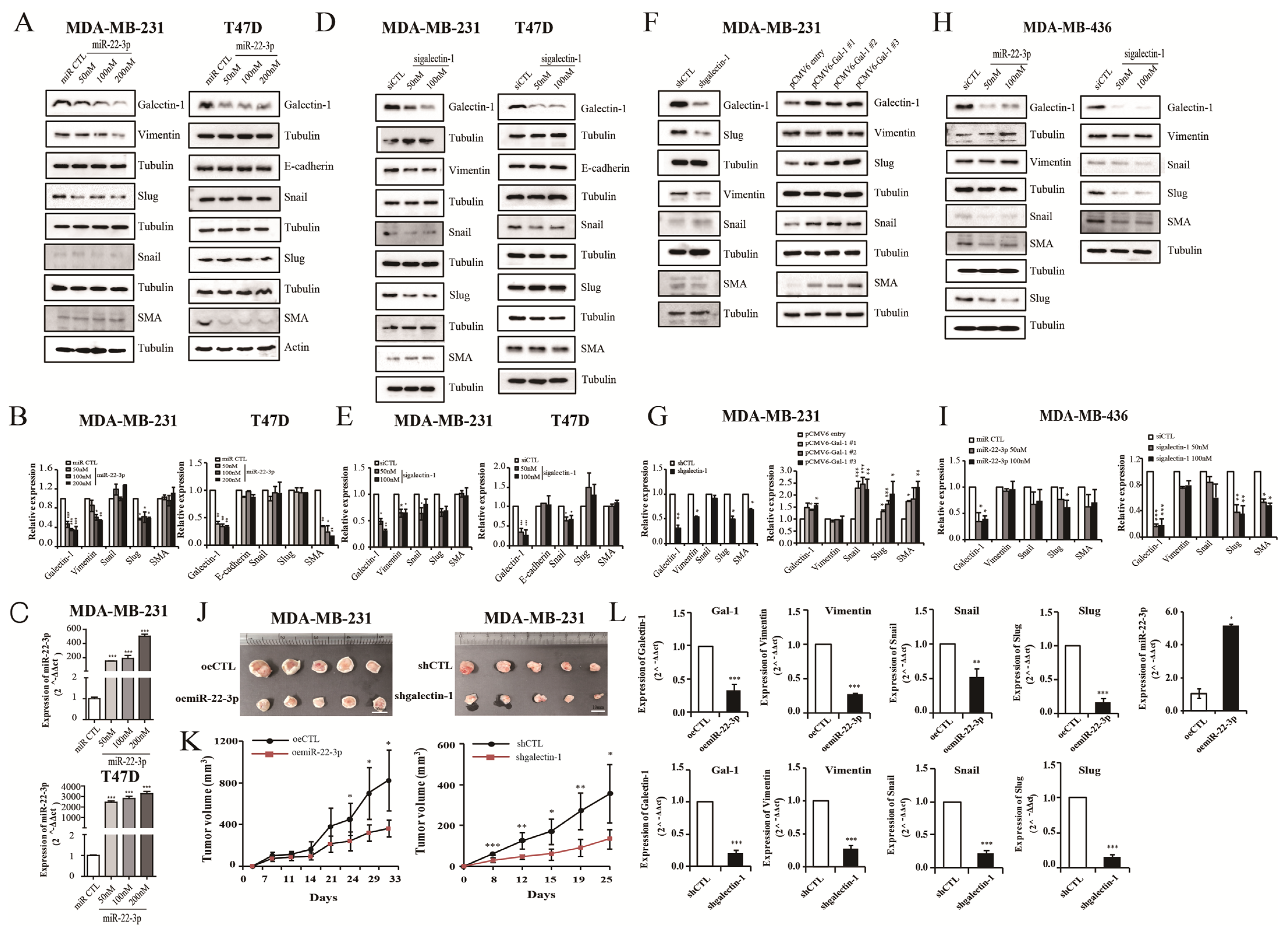 Cells 14 00310 g007 Cells 14 00310 g007