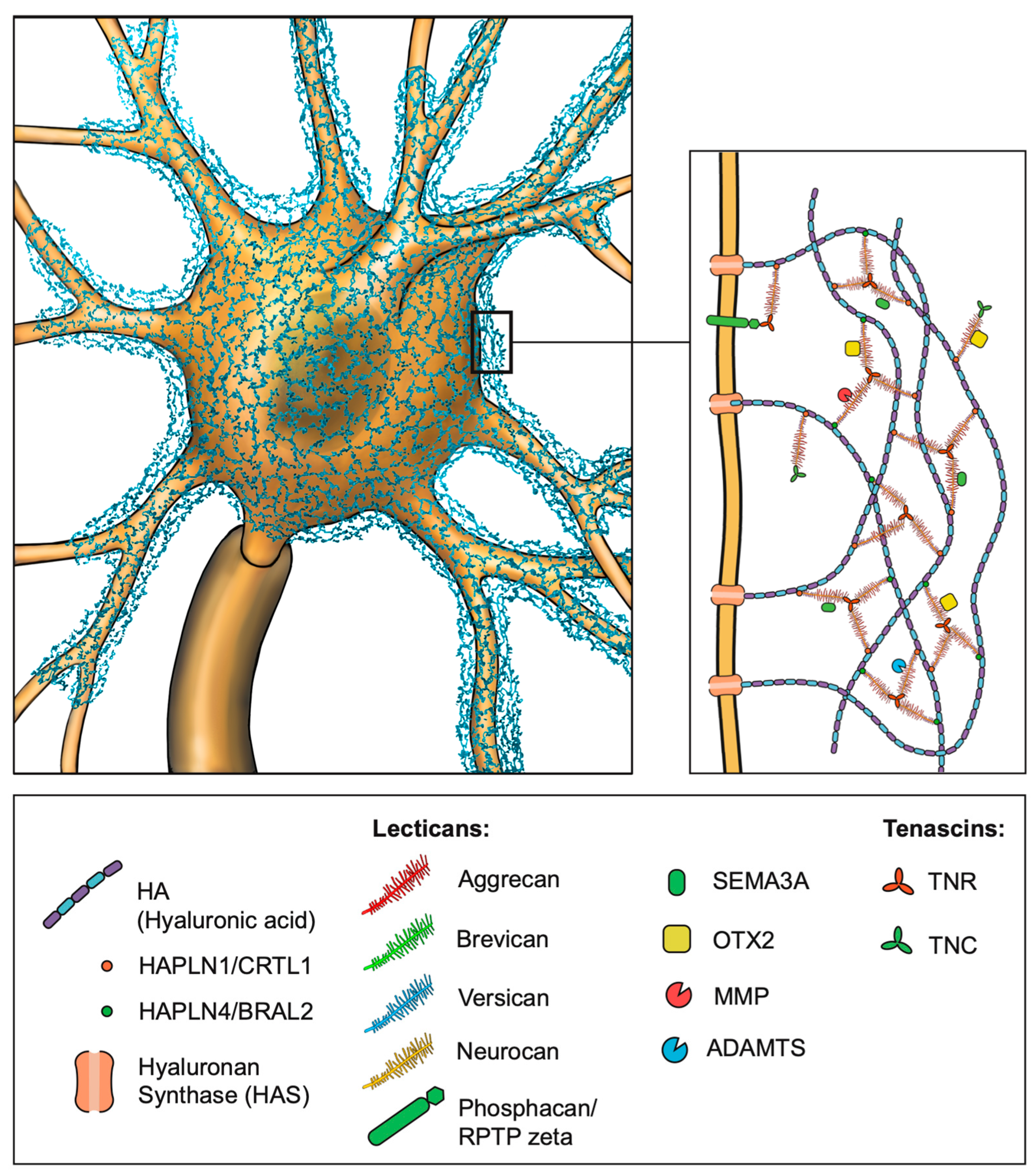 Cells 14 00321 g002