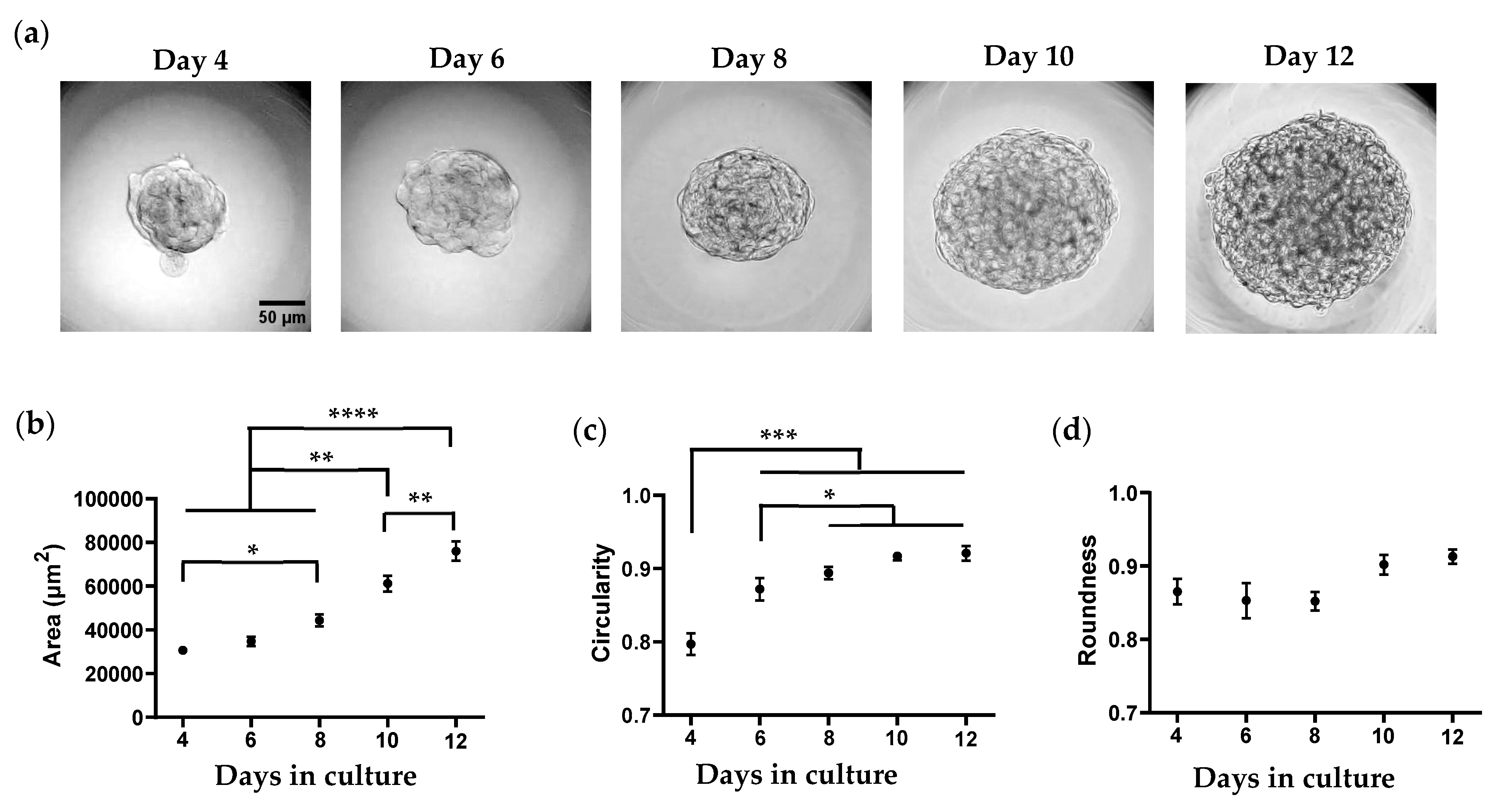 Cells 14 00349 g001 Cells 14 00349 g001