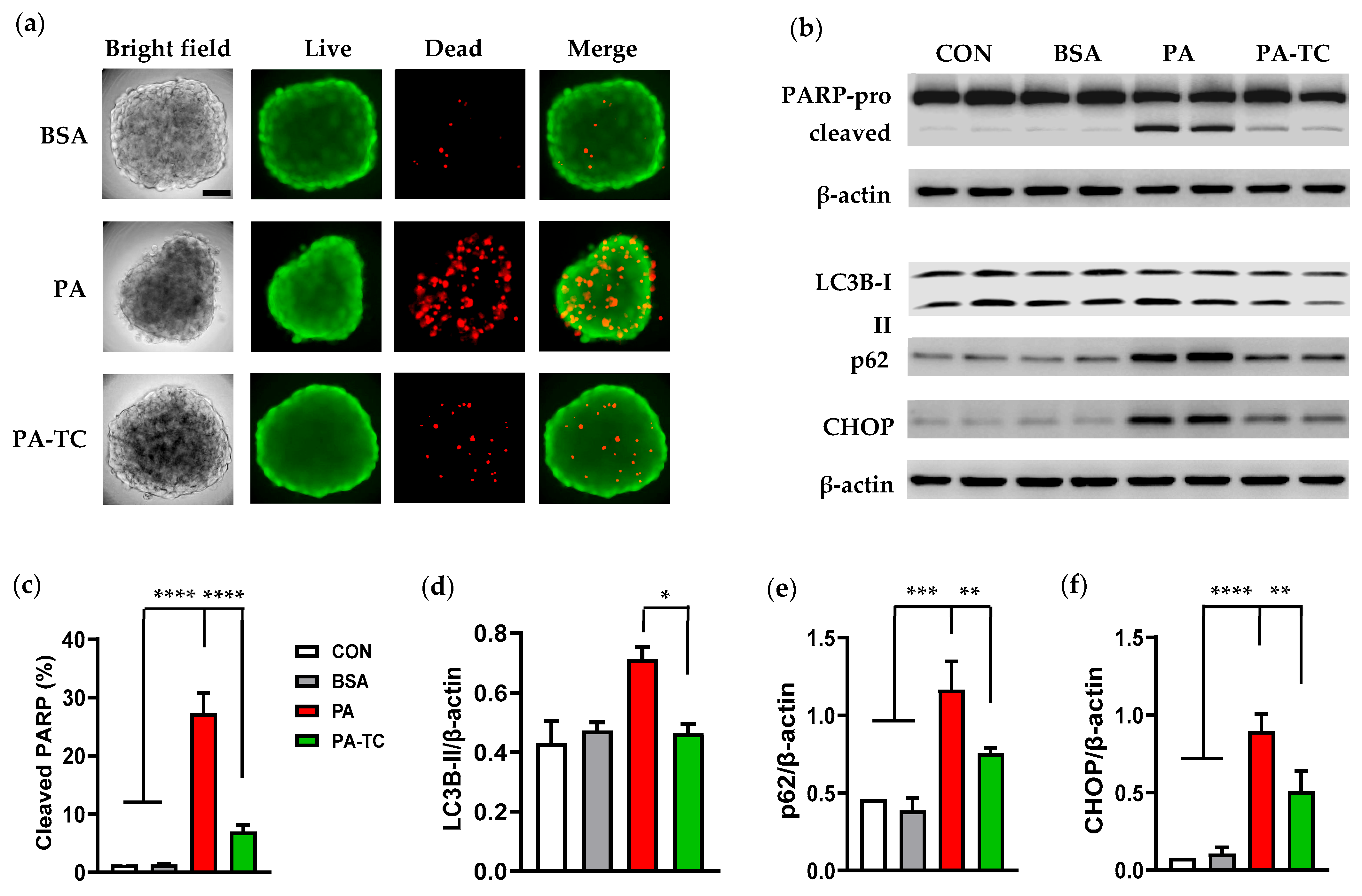 Cells 14 00349 g004 Cells 14 00349 g004