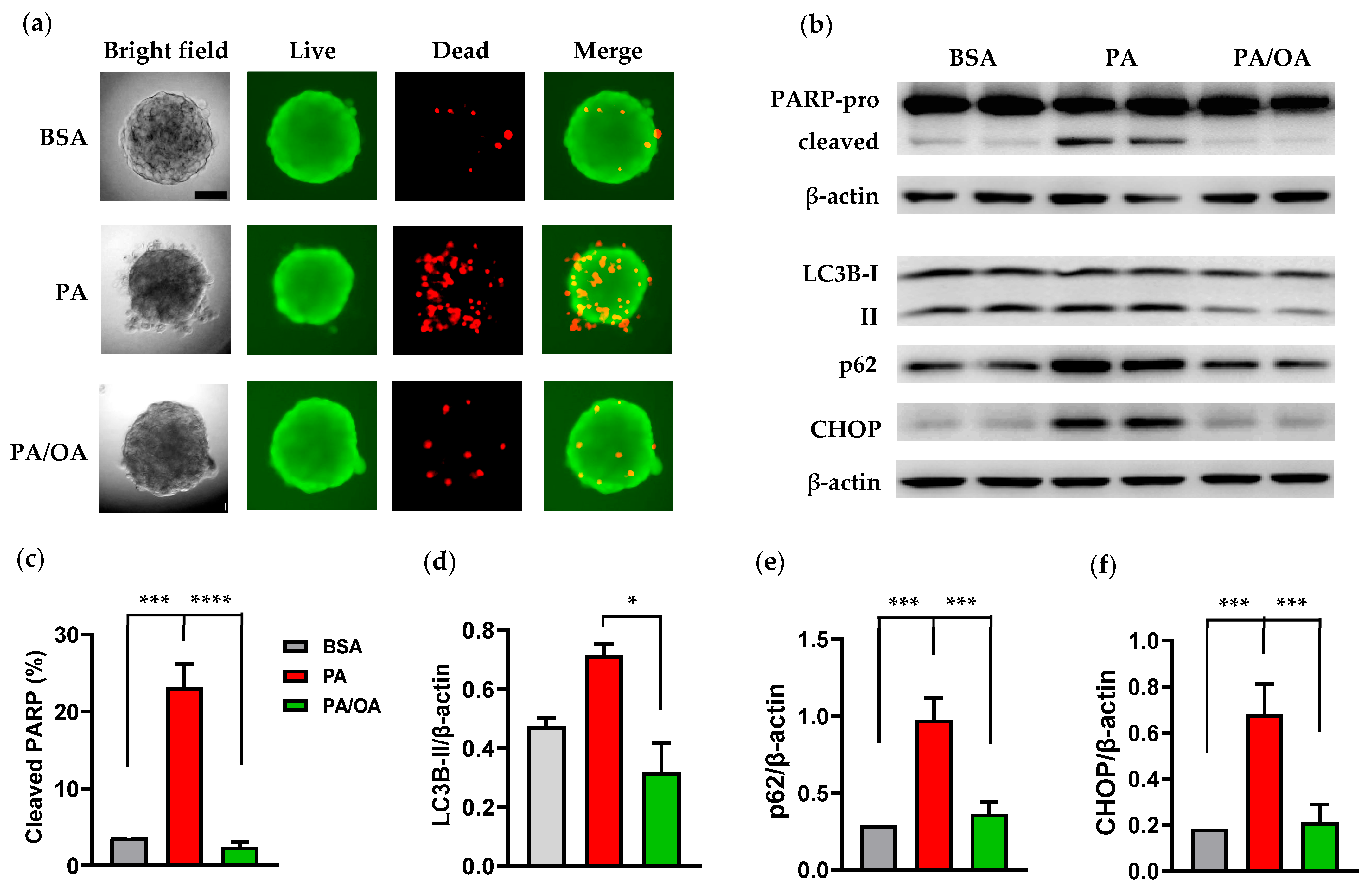 Cells 14 00349 g005 Cells 14 00349 g005