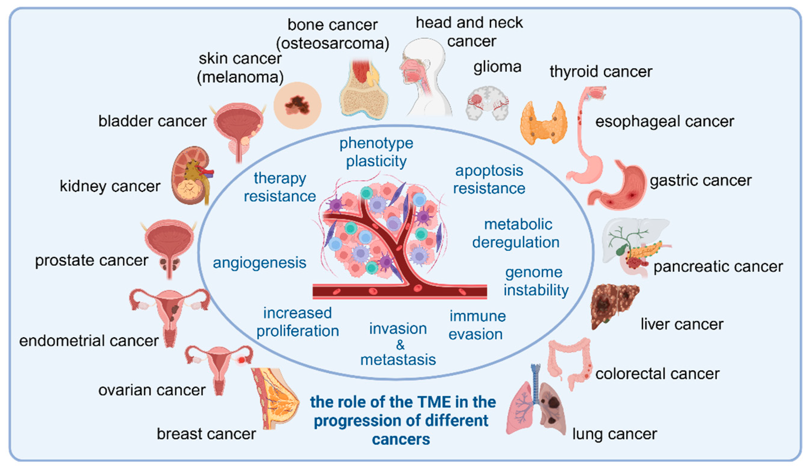 Cells 14 00403 g001 Cells 14 00403 g001