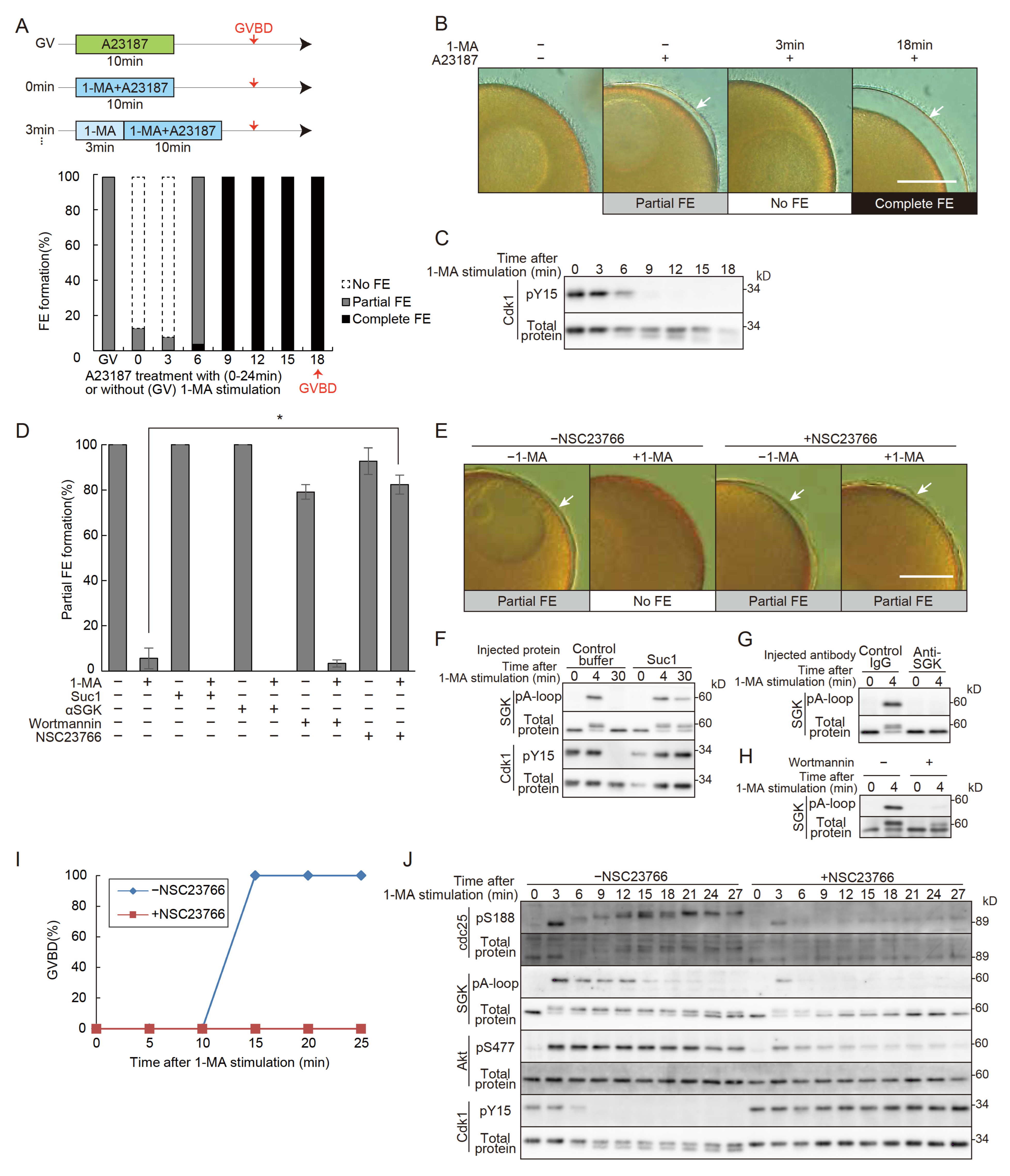 Cells 14 00405 g001 Cells 14 00405 g001