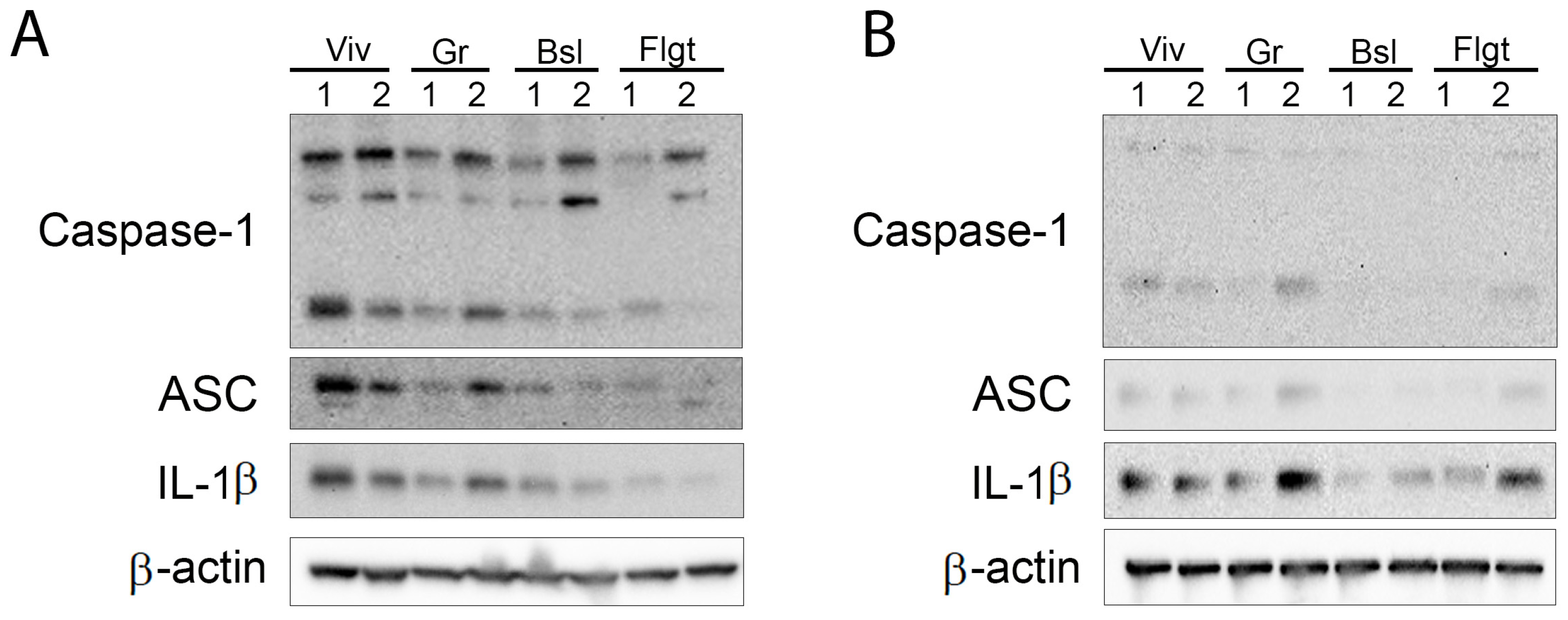 Cells 14 00417 g003