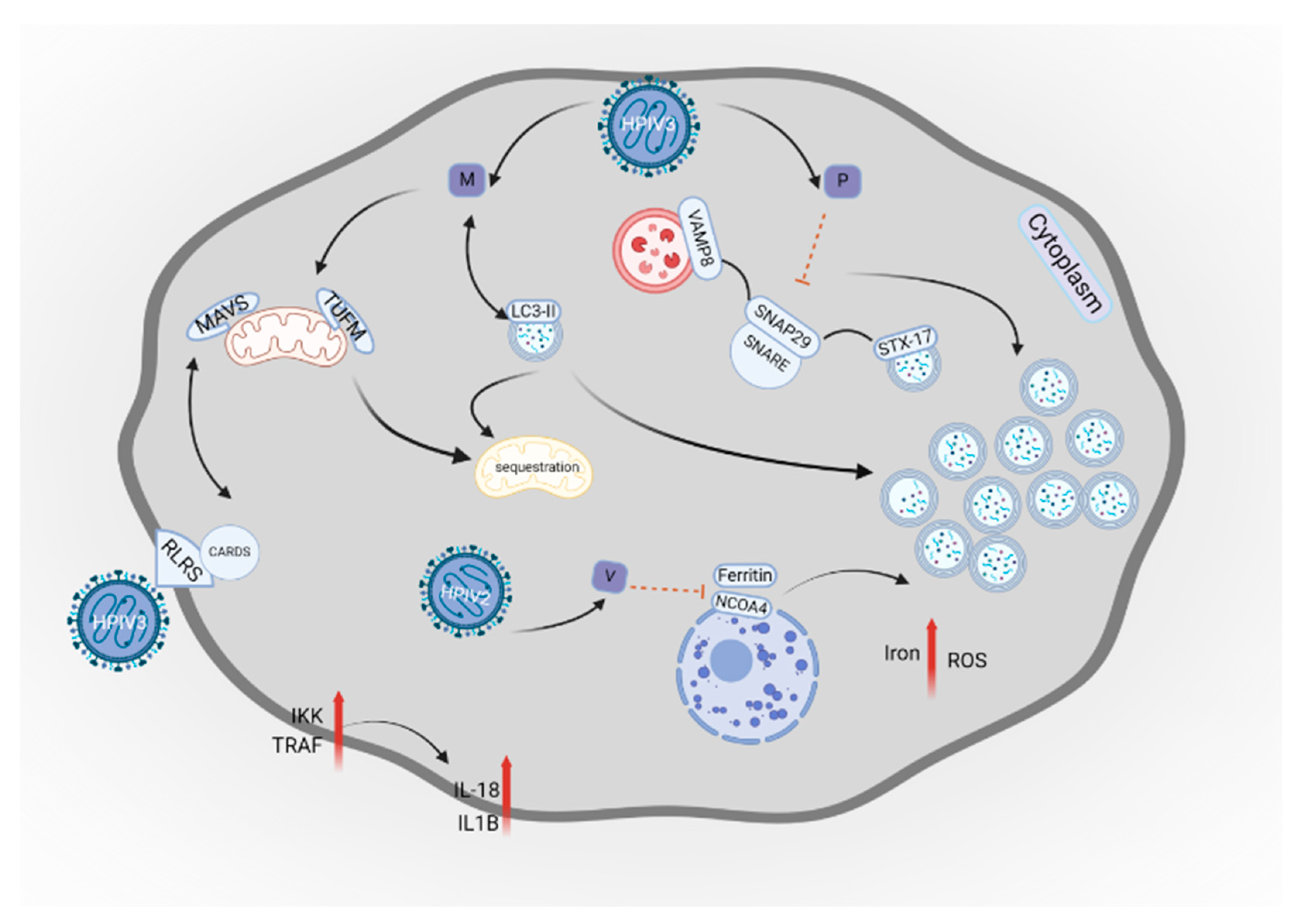 Cells 14 00418 g005