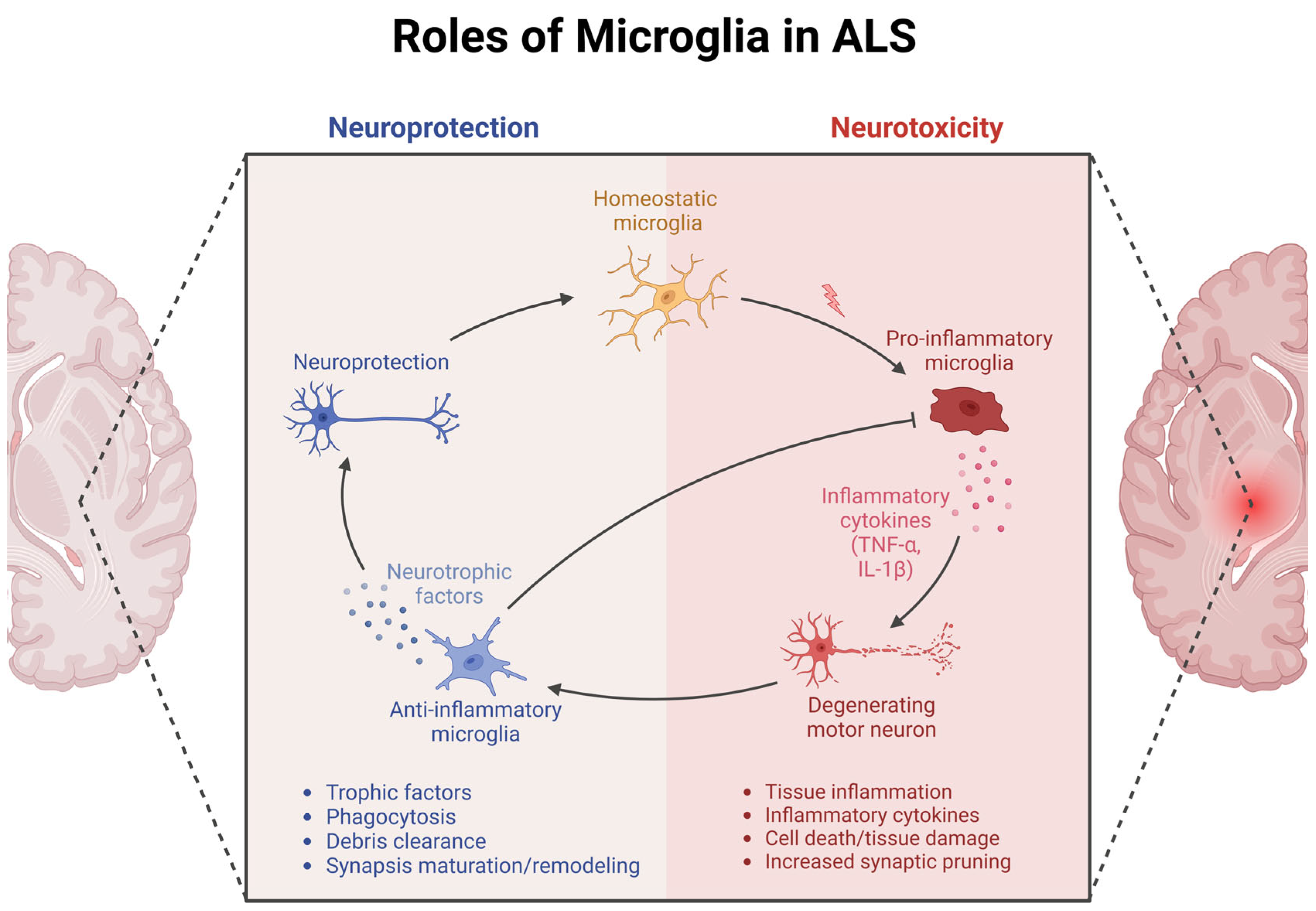 Cells 14 00421 g001 Cells 14 00421 g001