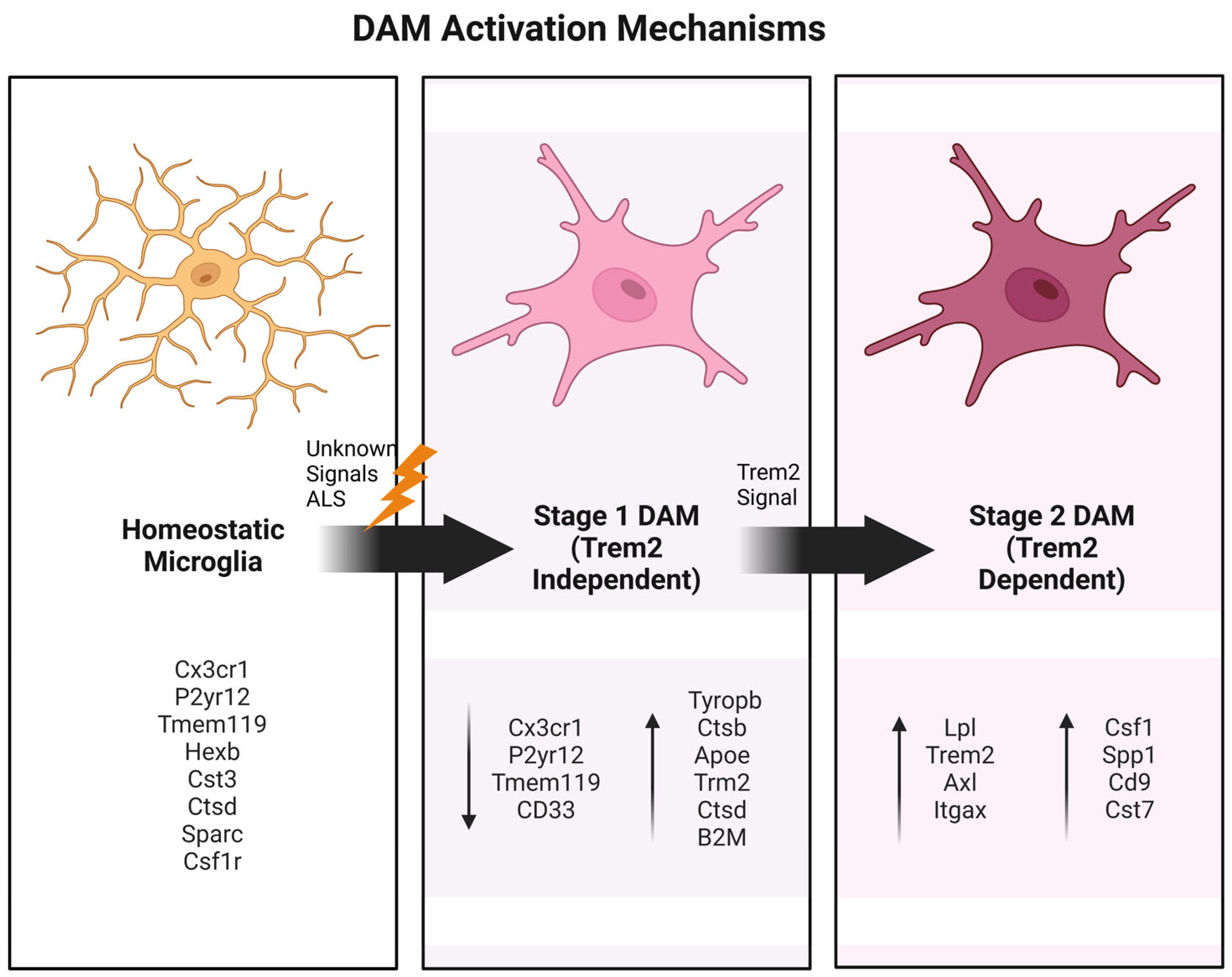Cells 14 00421 g002 Cells 14 00421 g002