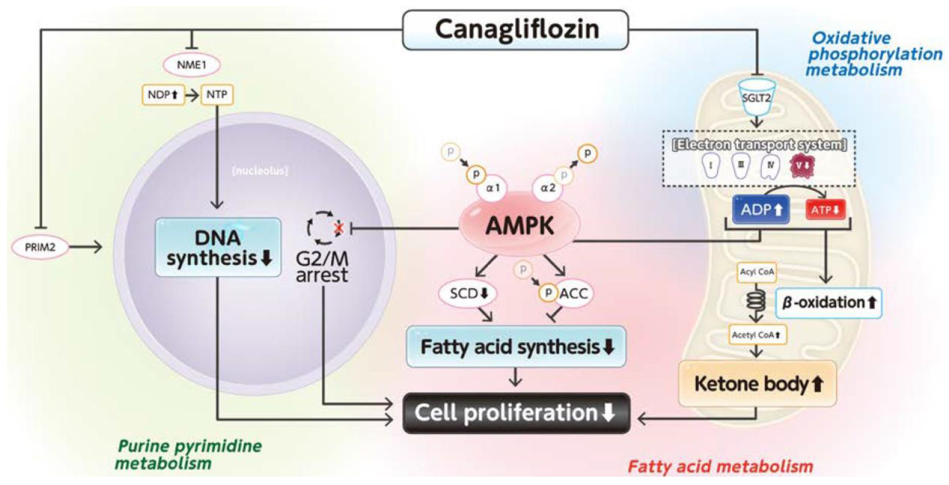 Cells 14 00428 g004 Cells 14 00428 g004